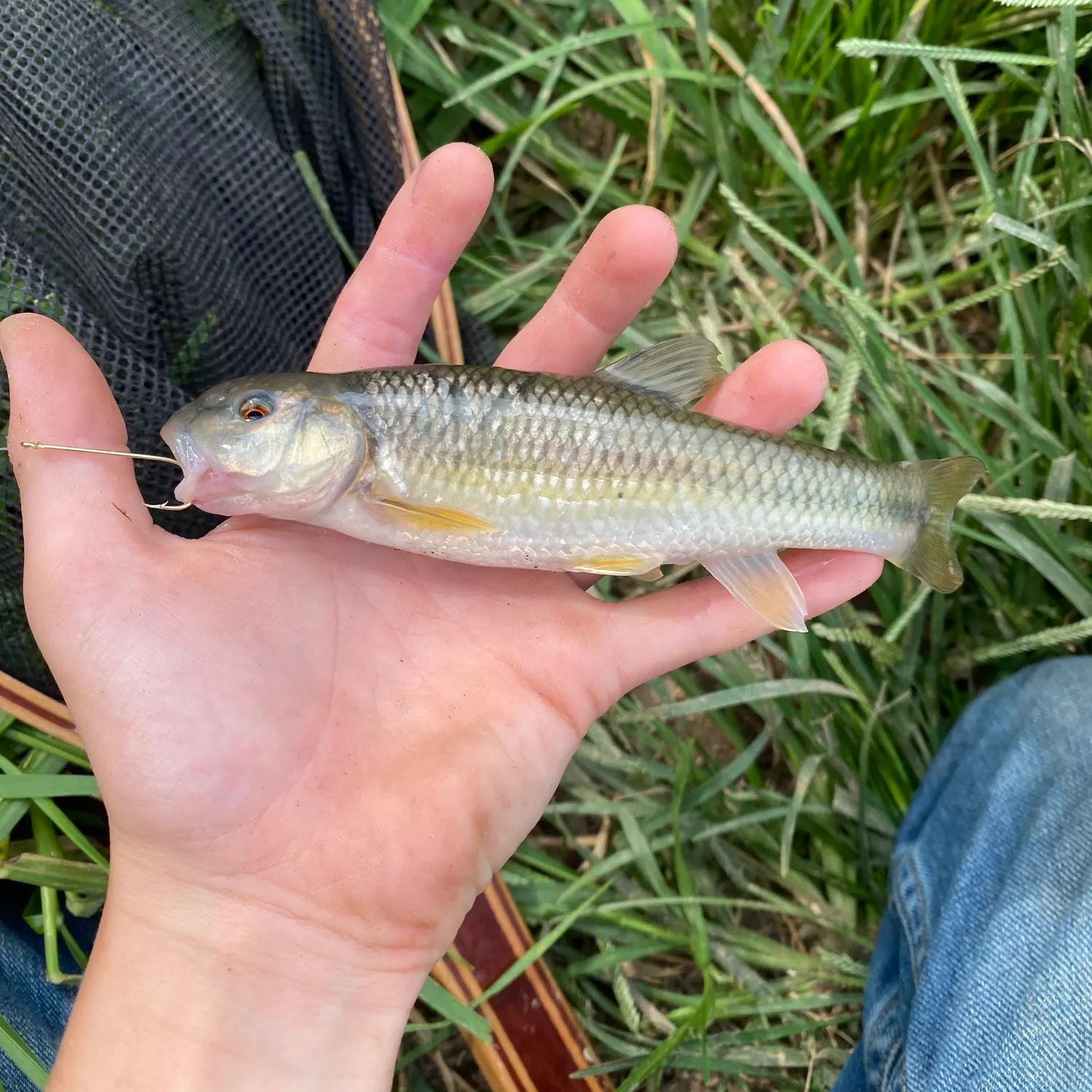 The most recent Hornyhead chub catches on Fishbrain