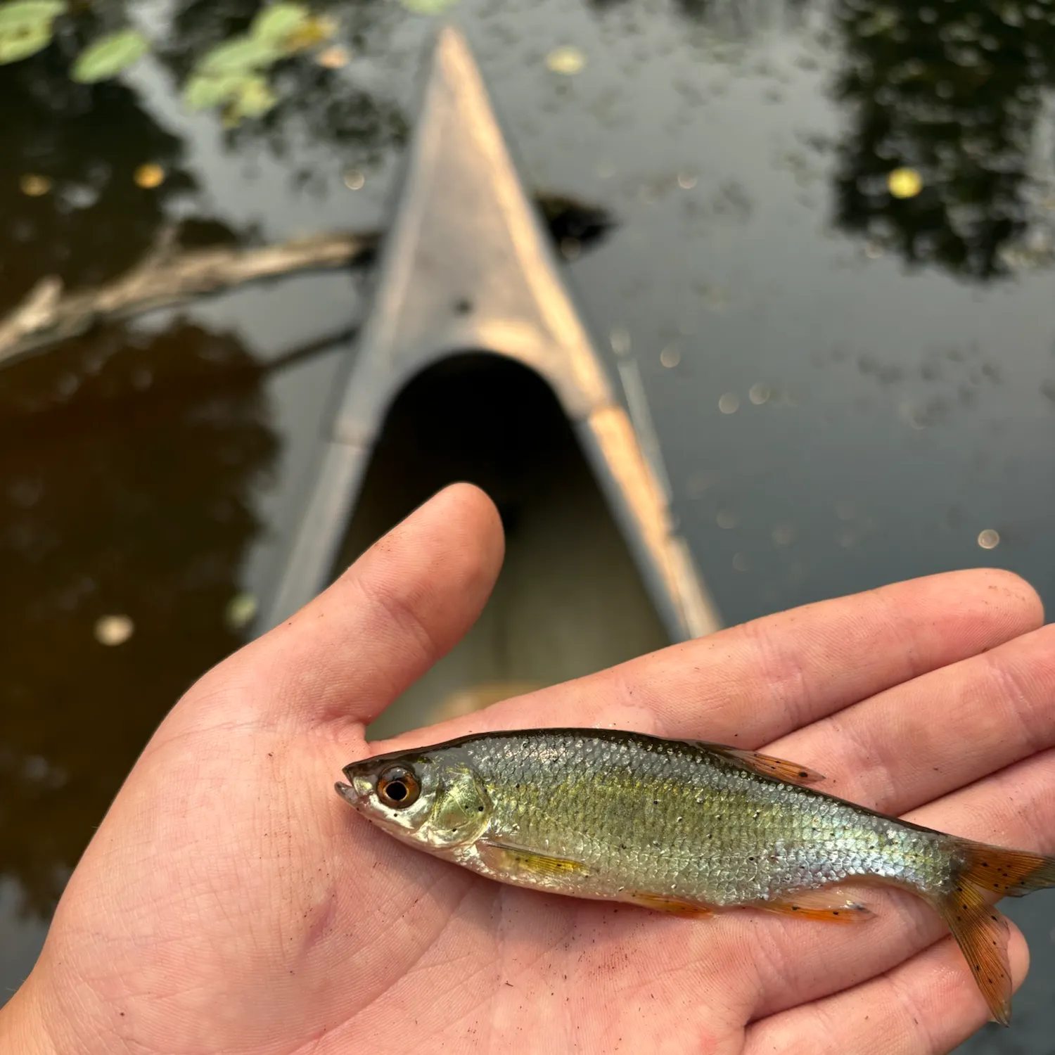 The most recent Golden shiner catches on Fishbrain
