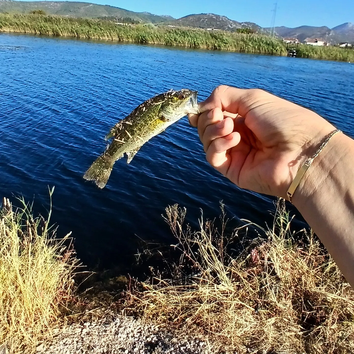 Fish caught on Fishbrain