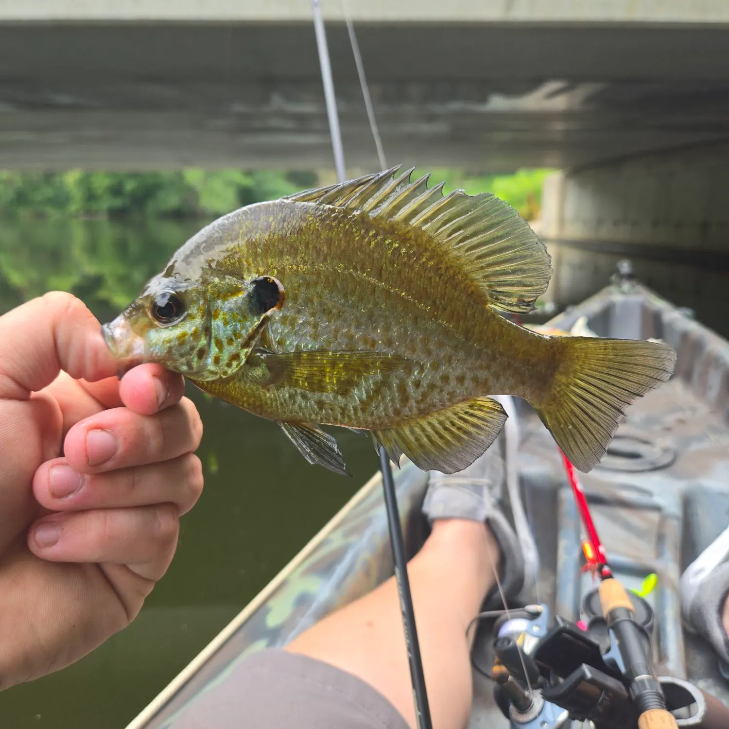 Redear sunfish caught on Fishbrain