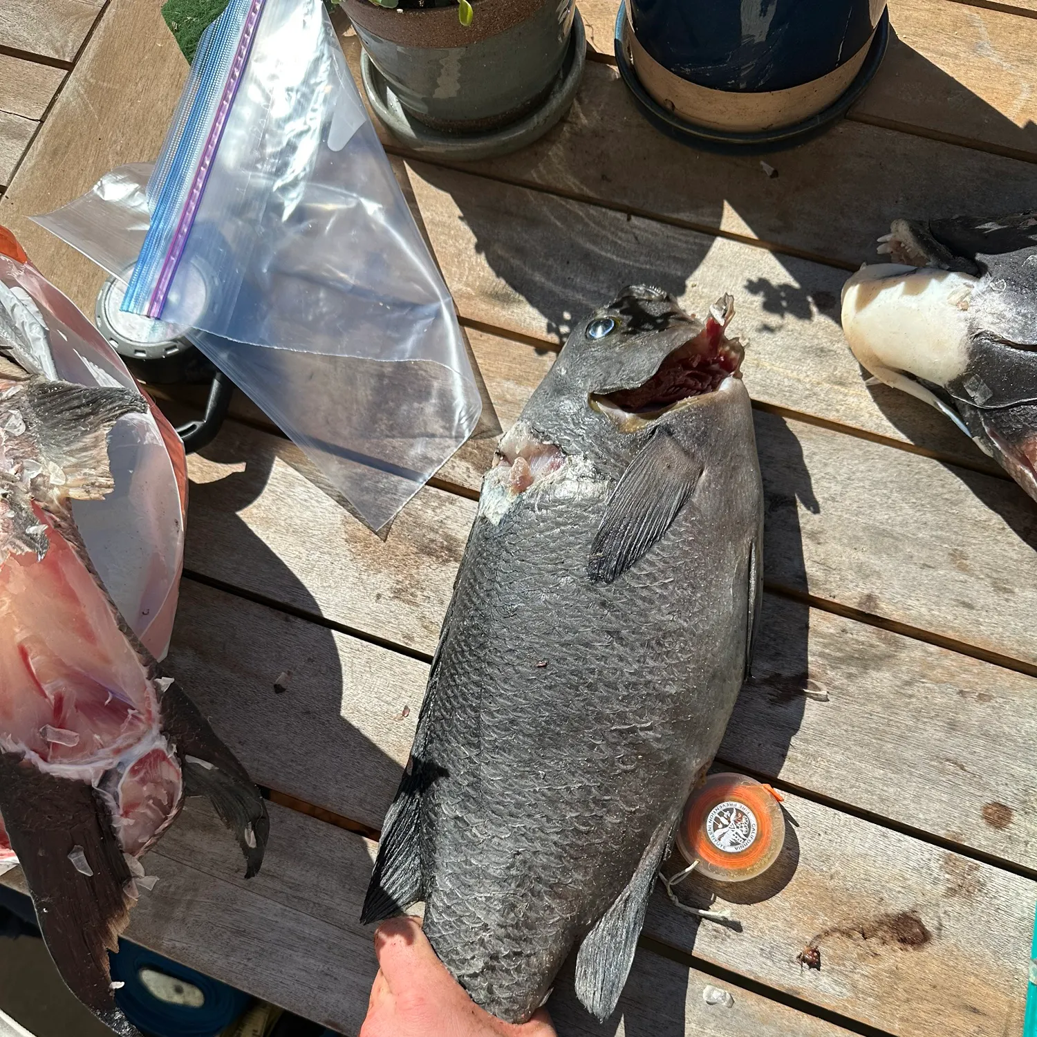 The most recent California sheephead catches on Fishbrain
