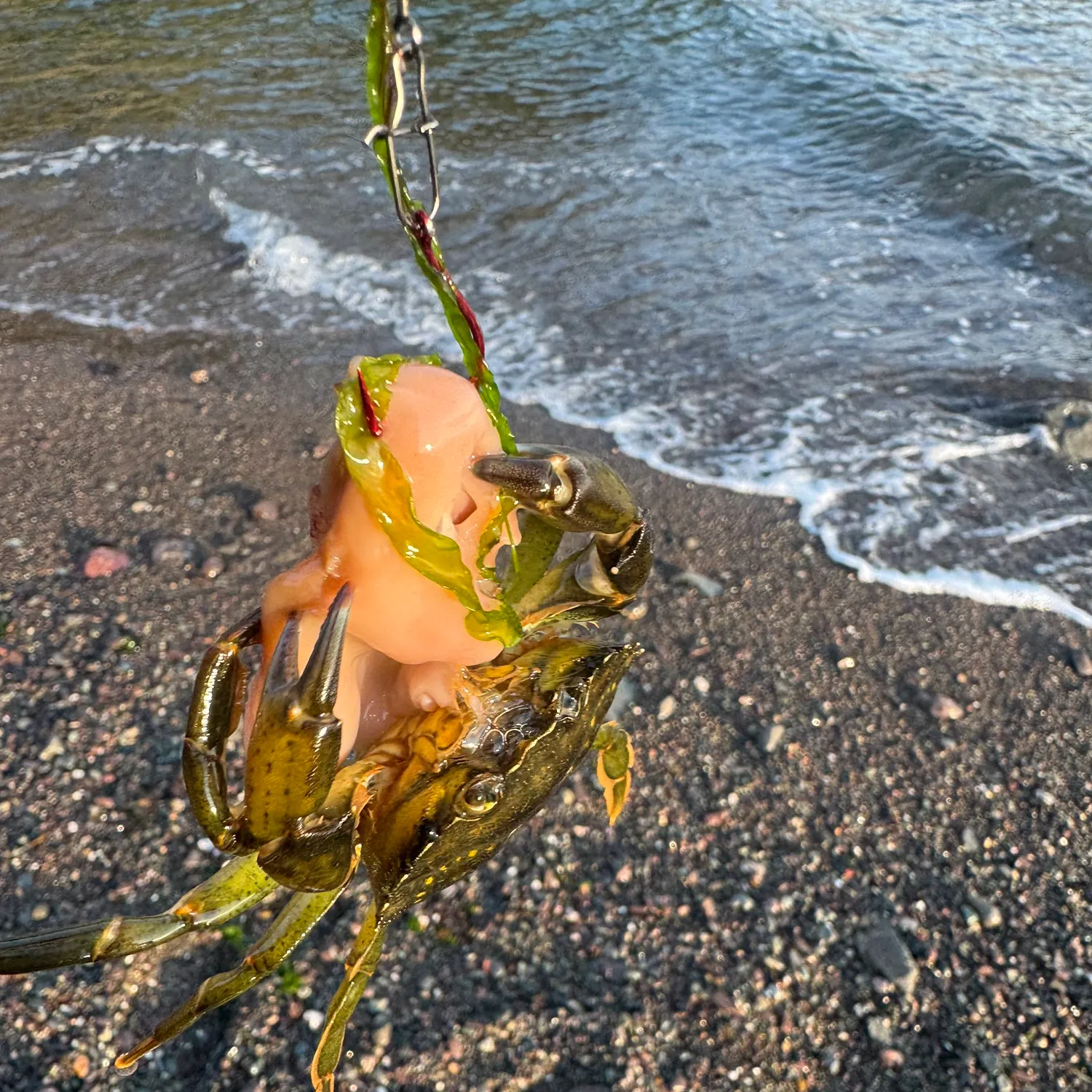 The most recent Green crab catches on Fishbrain
