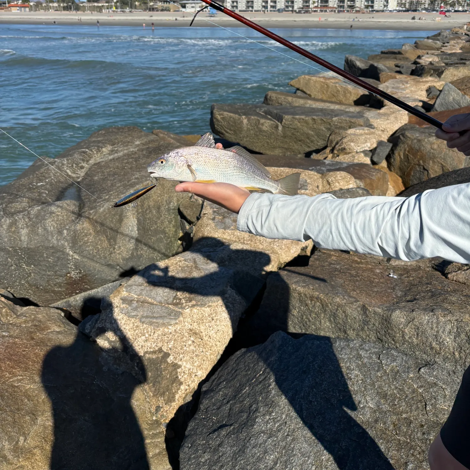 The most recent Yellowfin croaker catches on Fishbrain