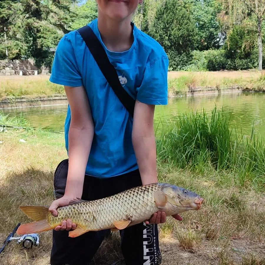 Common carp caught on Fishbrain