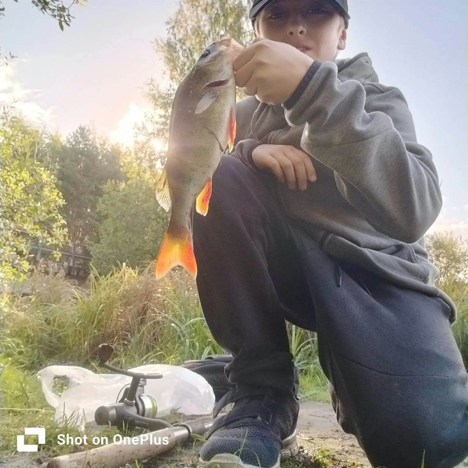 European perch caught on Fishbrain