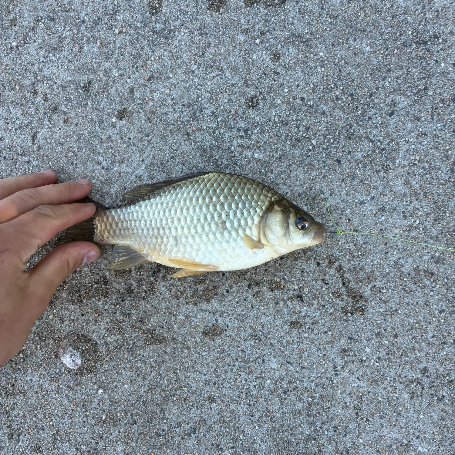 Common bream caught on Fishbrain