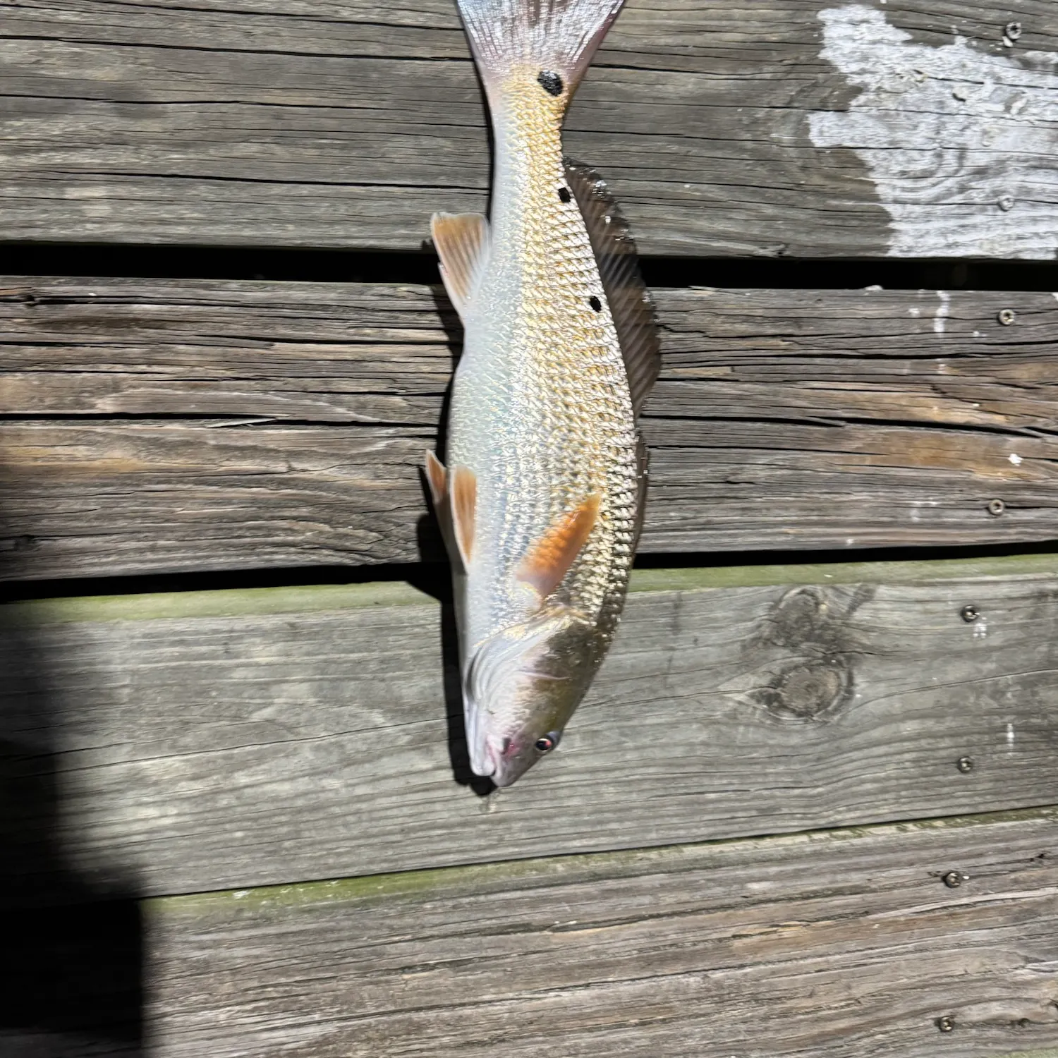 Red drum caught on Fishbrain