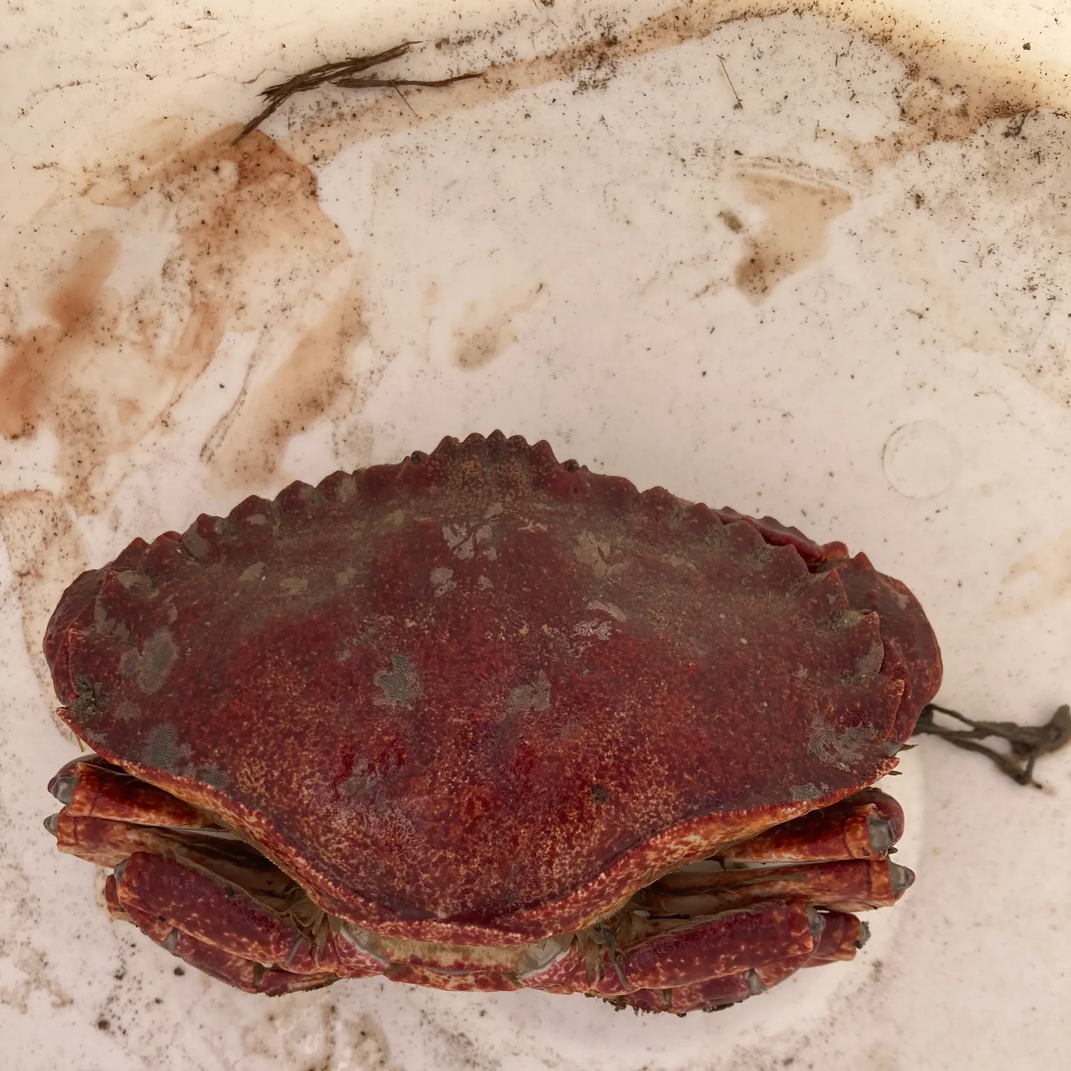 The most recent Red rock crab catches on Fishbrain