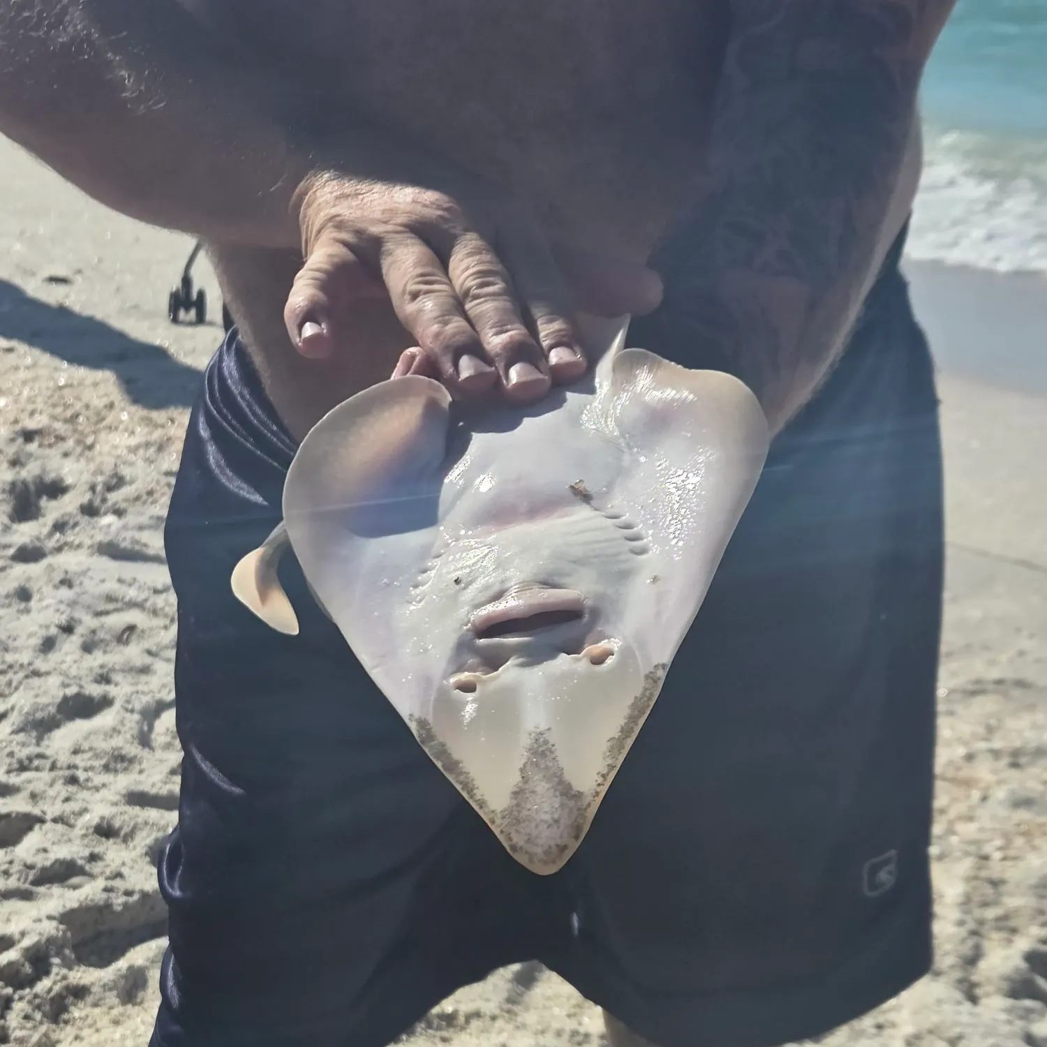The most recent Brown guitarfish catches on Fishbrain