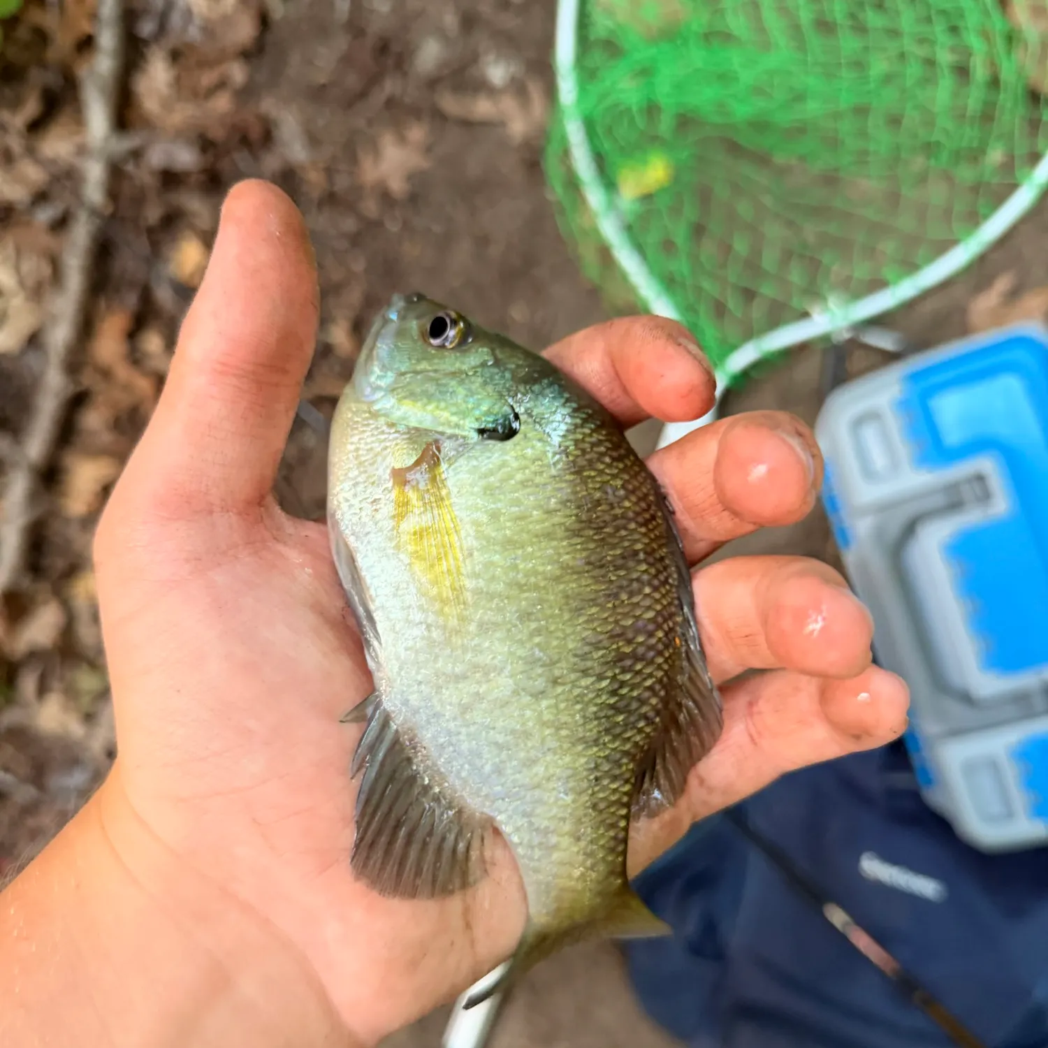 Bluegill caught on Fishbrain
