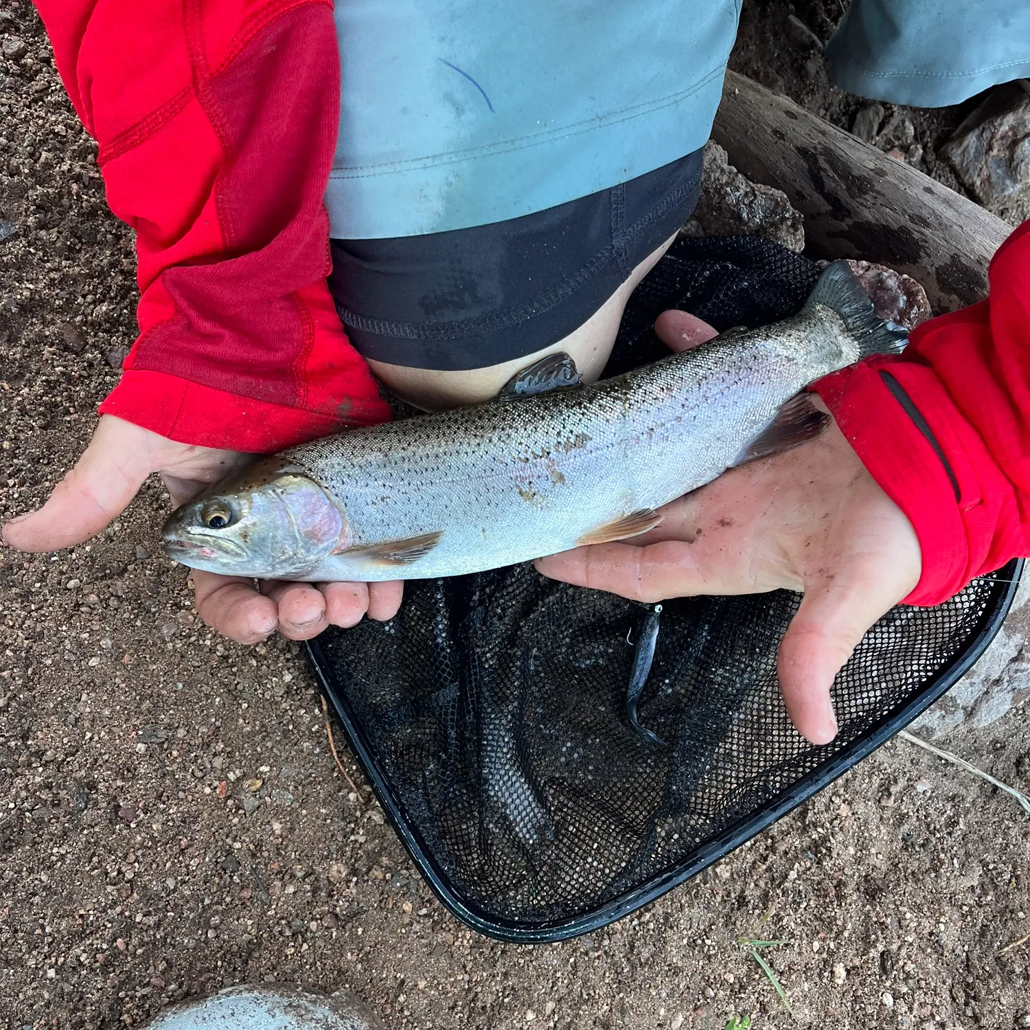 Rainbow trout caught on Fishbrain