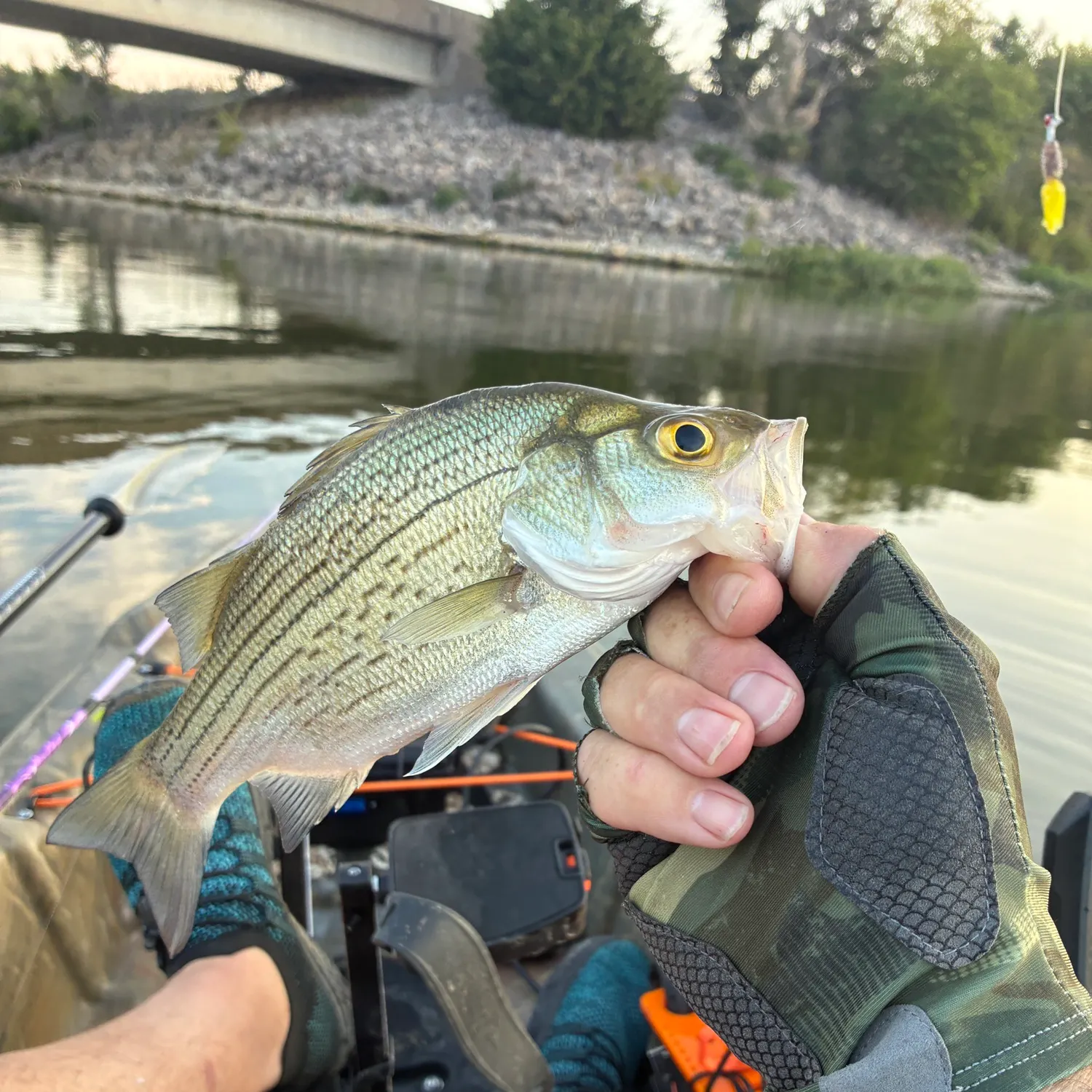 White bass caught on Fishbrain