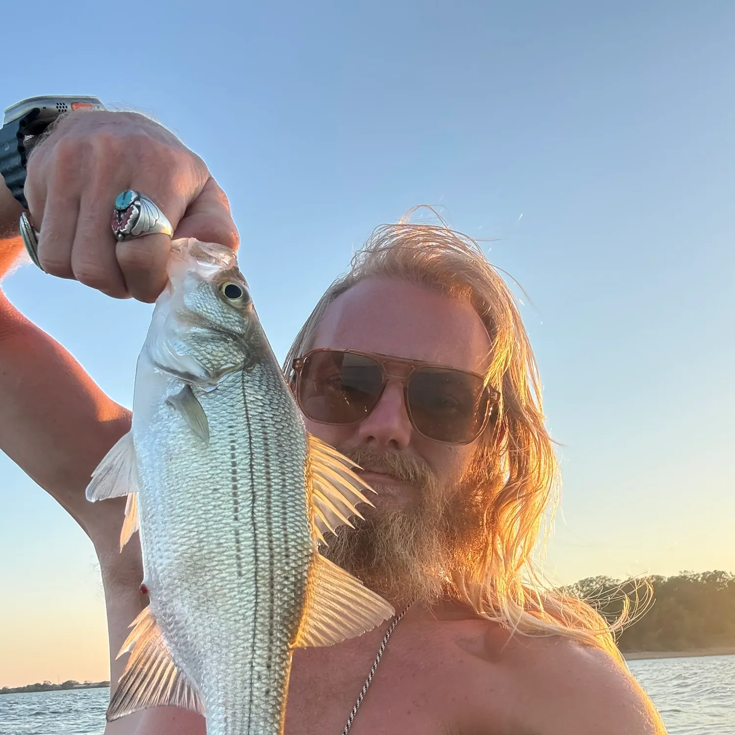White bass caught on Fishbrain