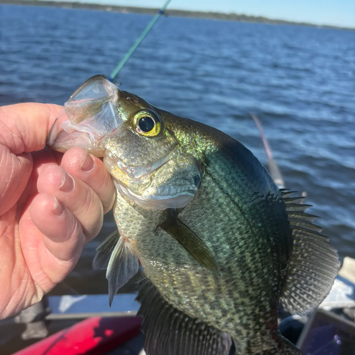 Black crappie caught on Fishbrain