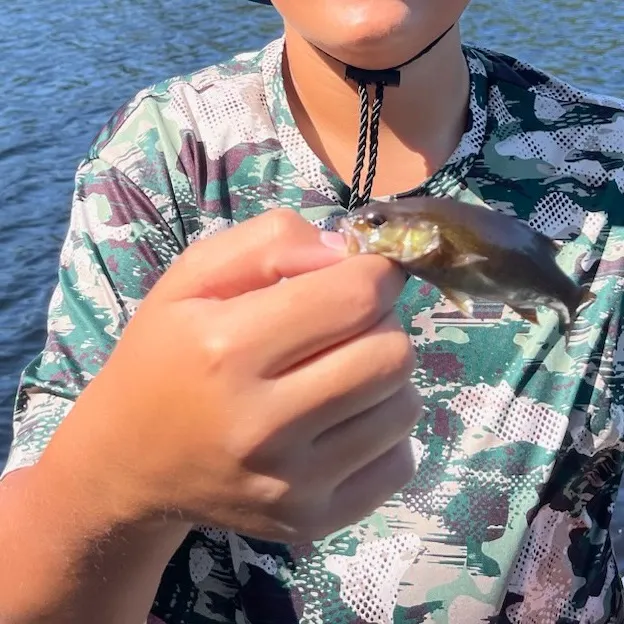 Smallmouth bass caught on Fishbrain