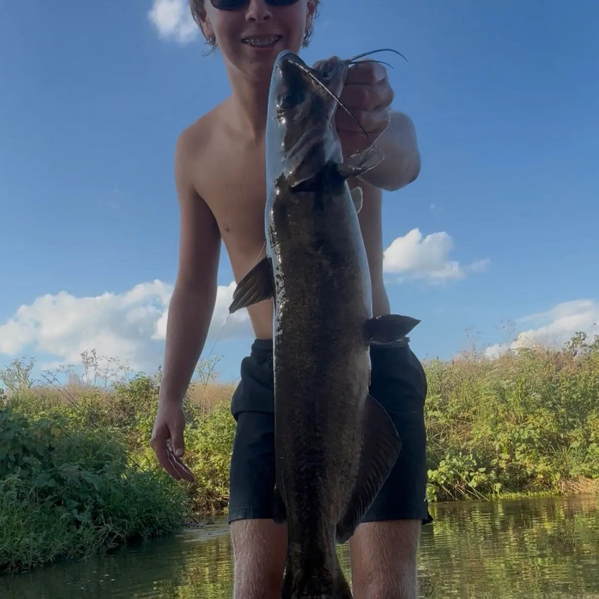 Channel catfish caught on Fishbrain
