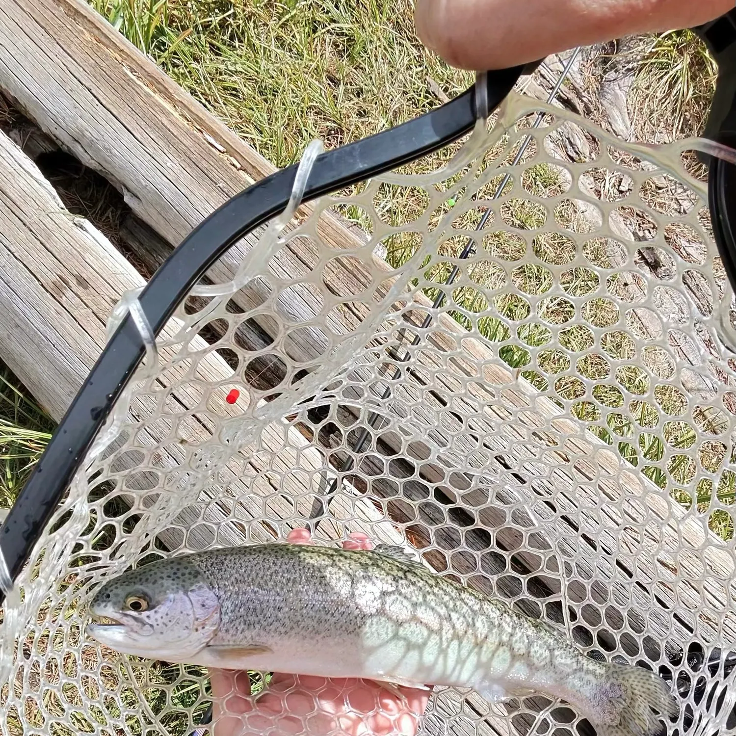 Rainbow trout caught on Fishbrain