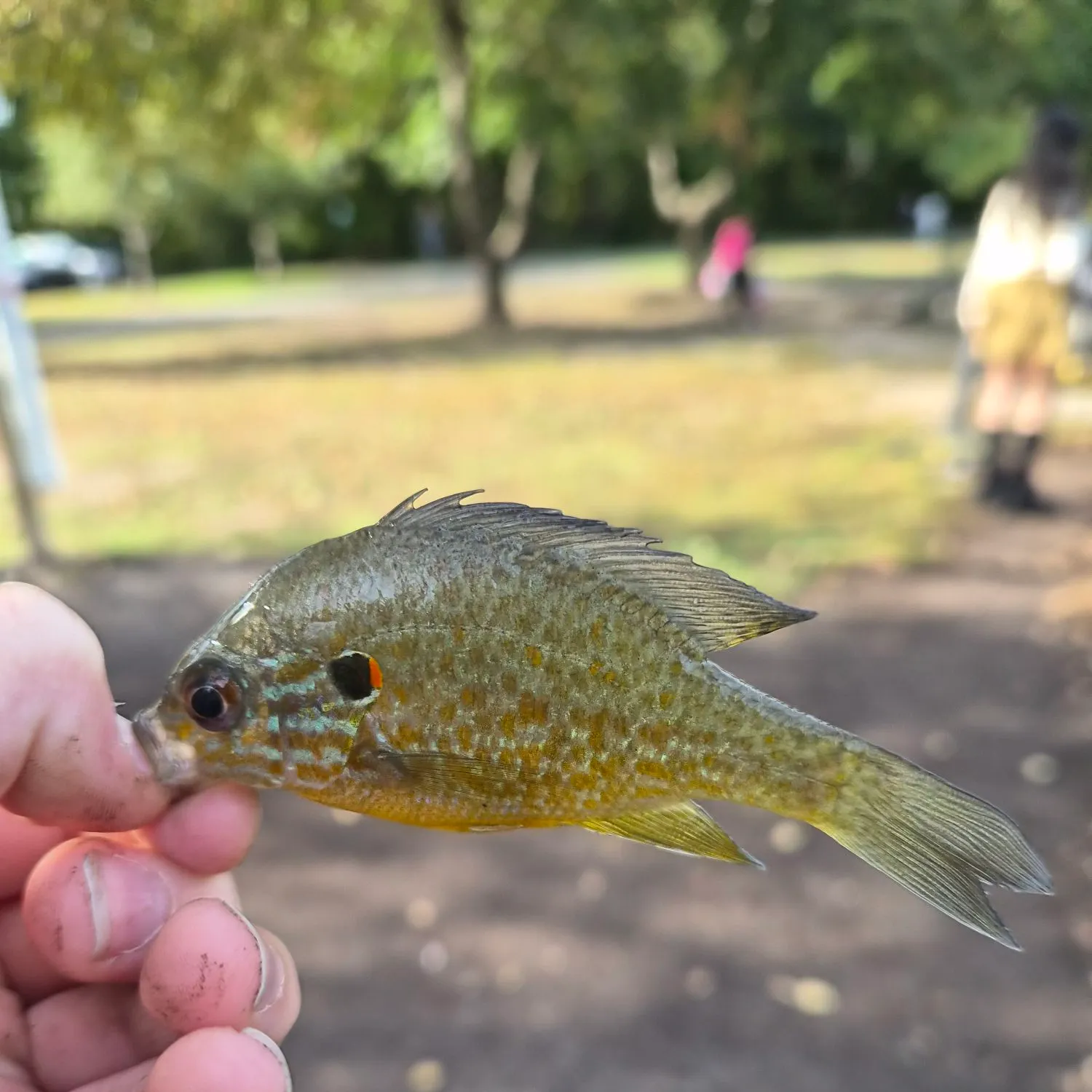 Pumpkinseed caught on Fishbrain