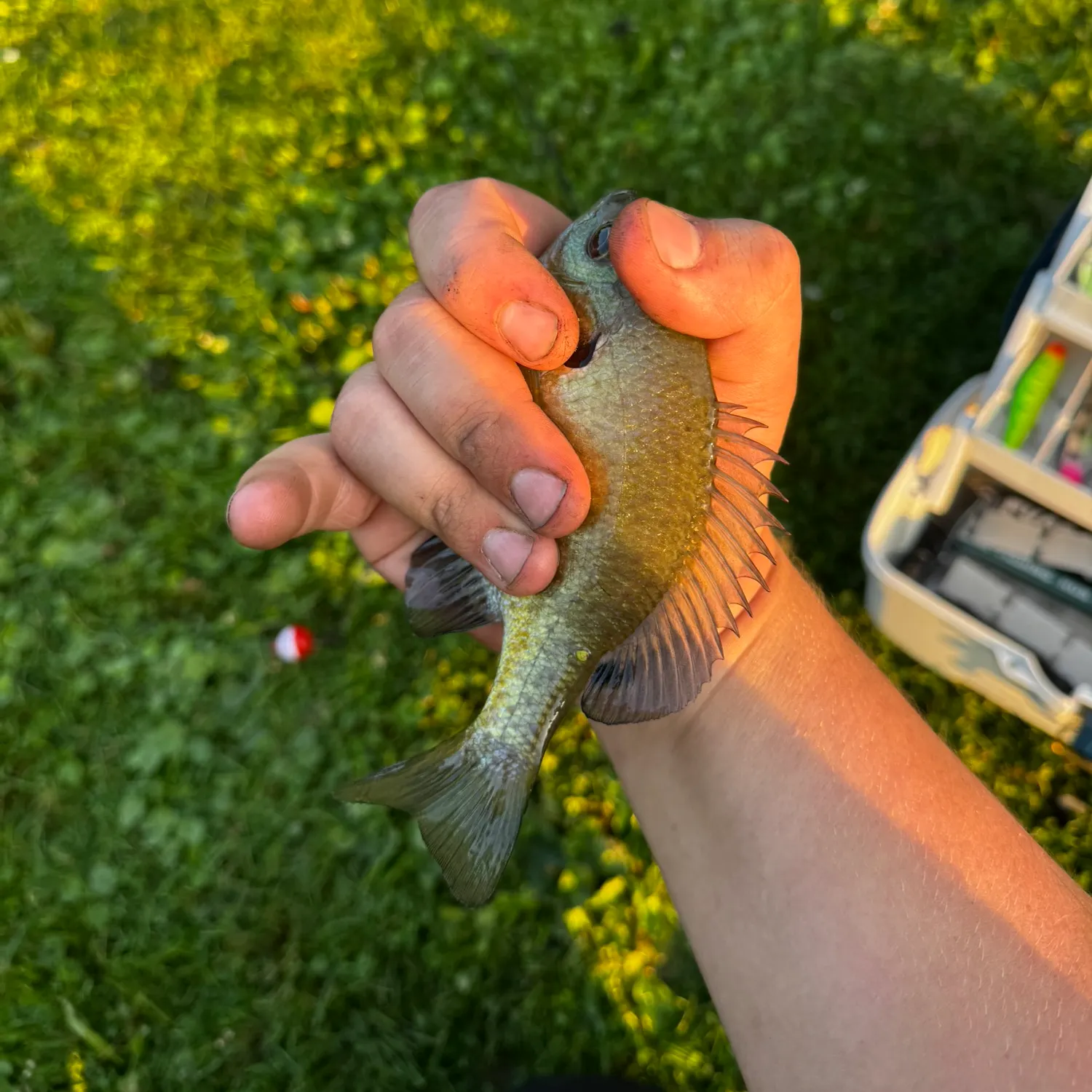 Bluegill caught on Fishbrain