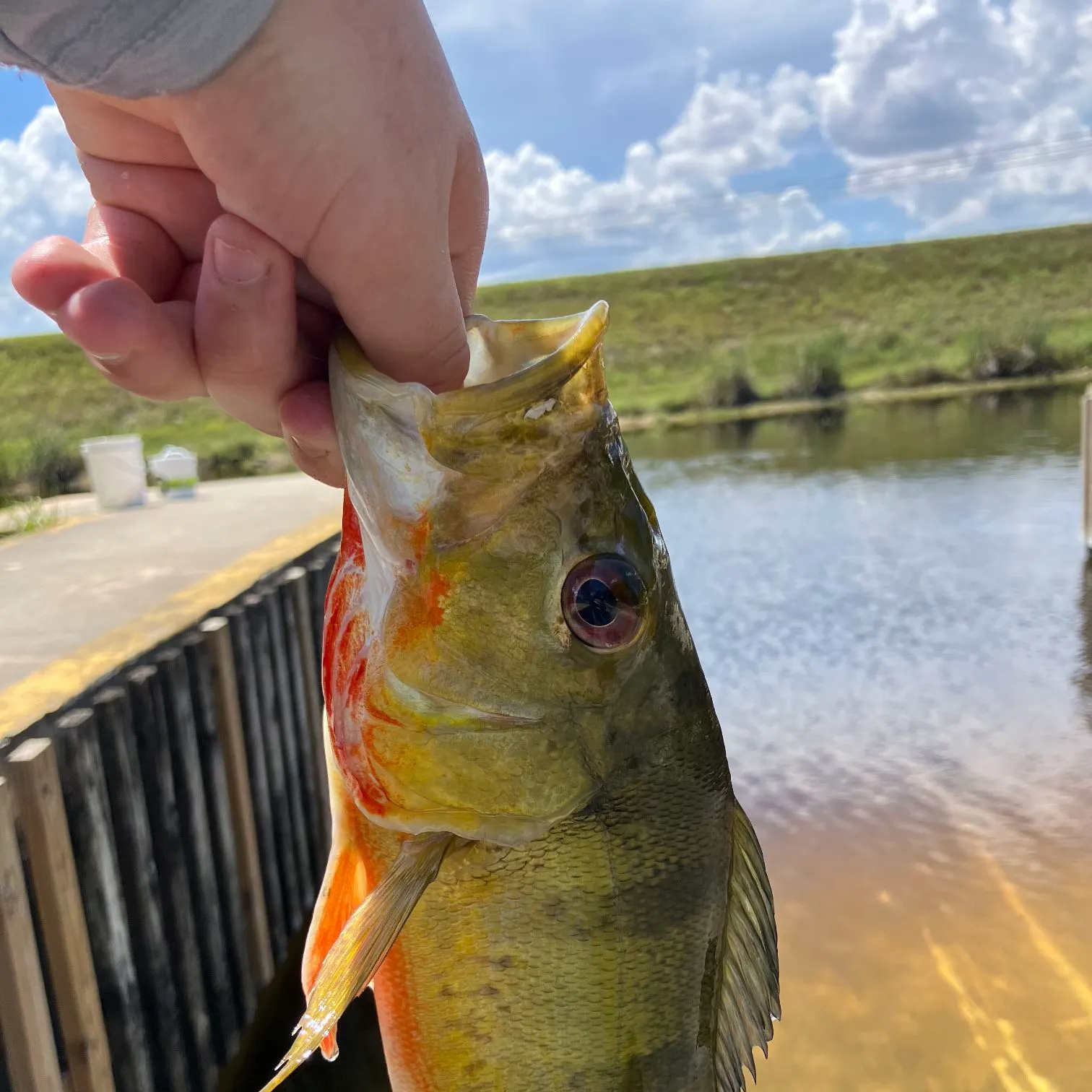 Speckled peacock bass caught on Fishbrain