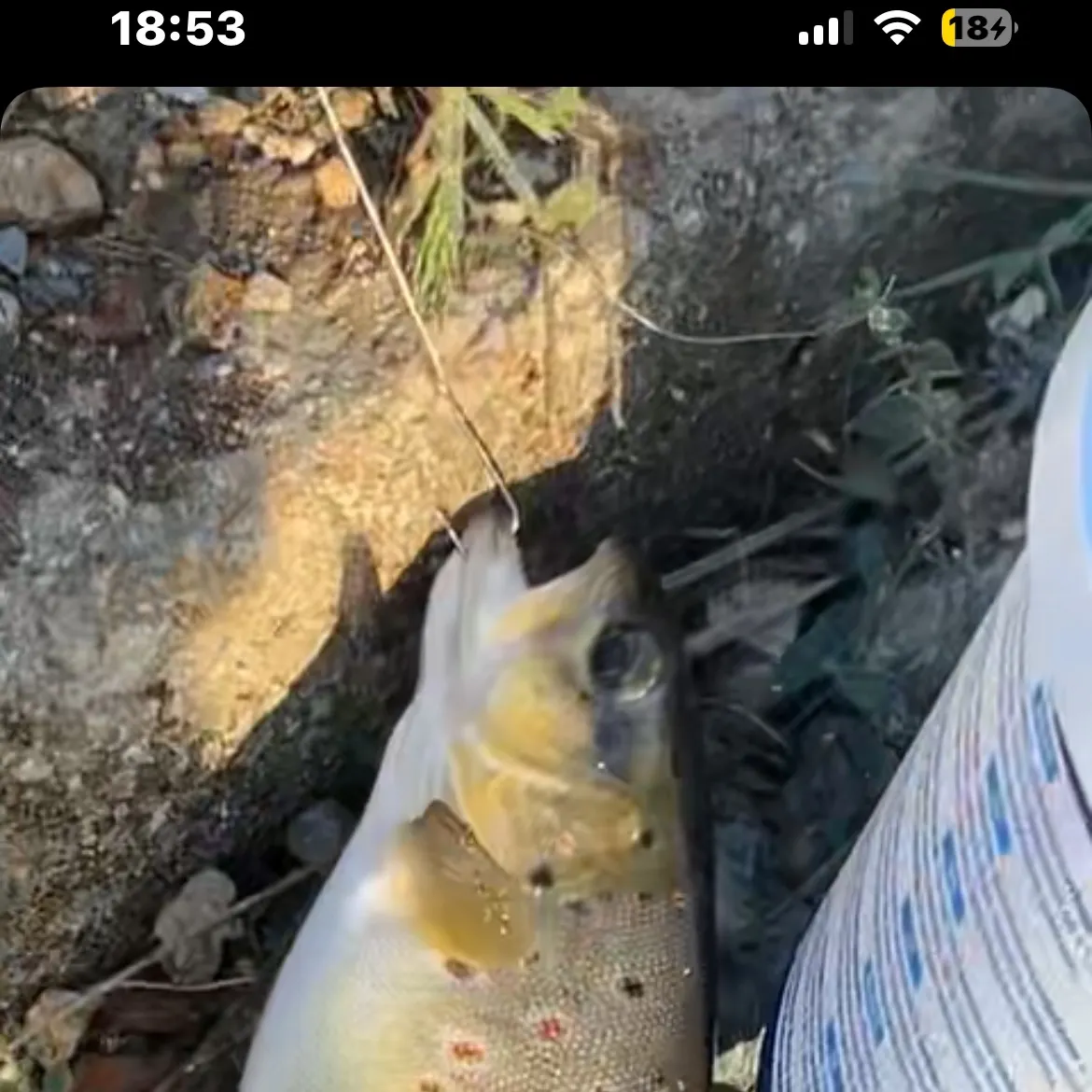 Rainbow trout caught on Fishbrain