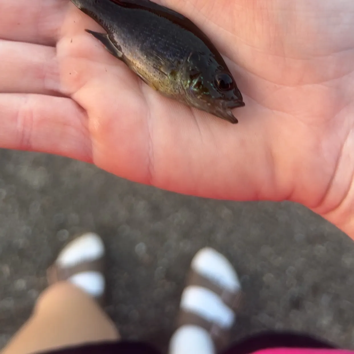 Green sunfish caught on Fishbrain