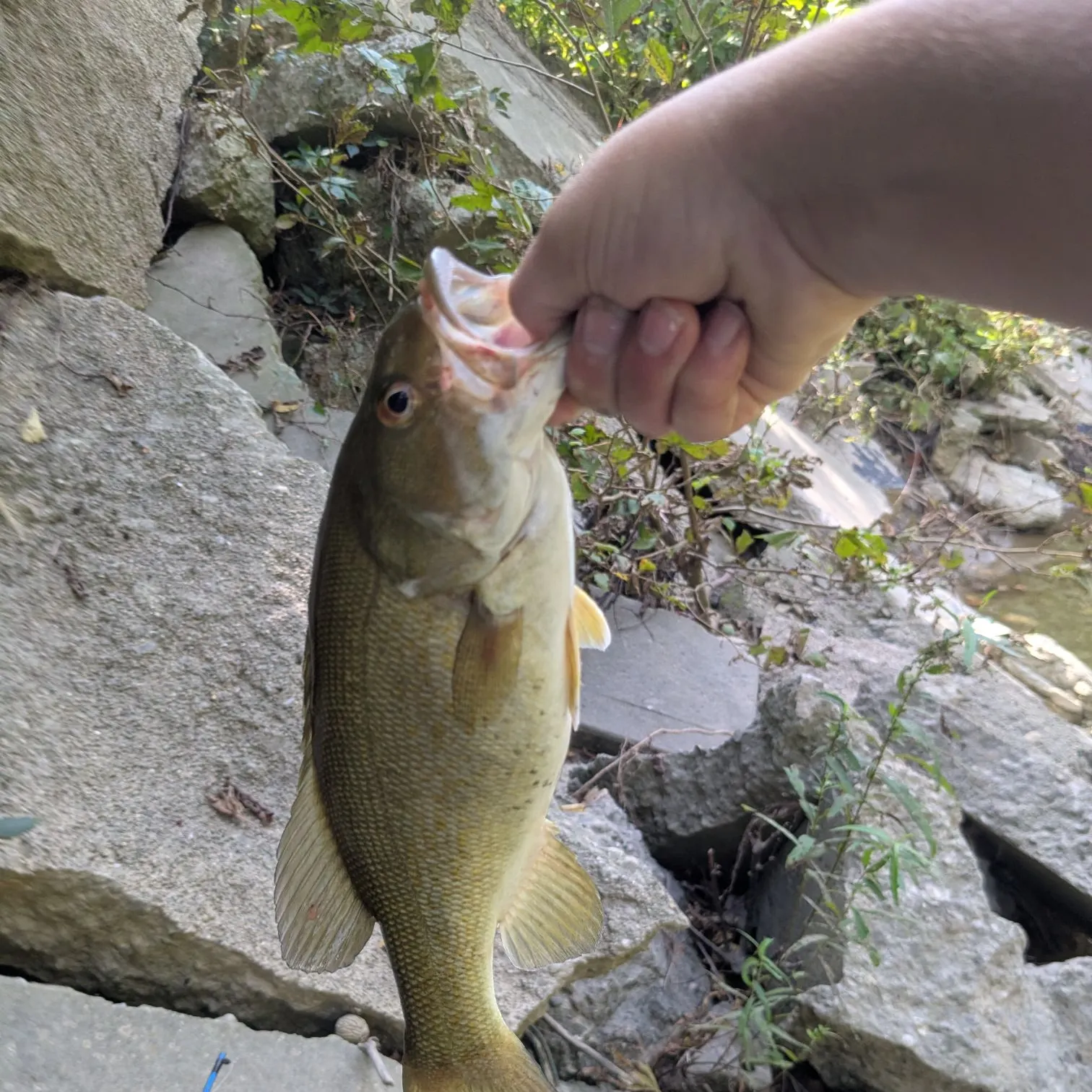 Smallmouth bass caught on Fishbrain