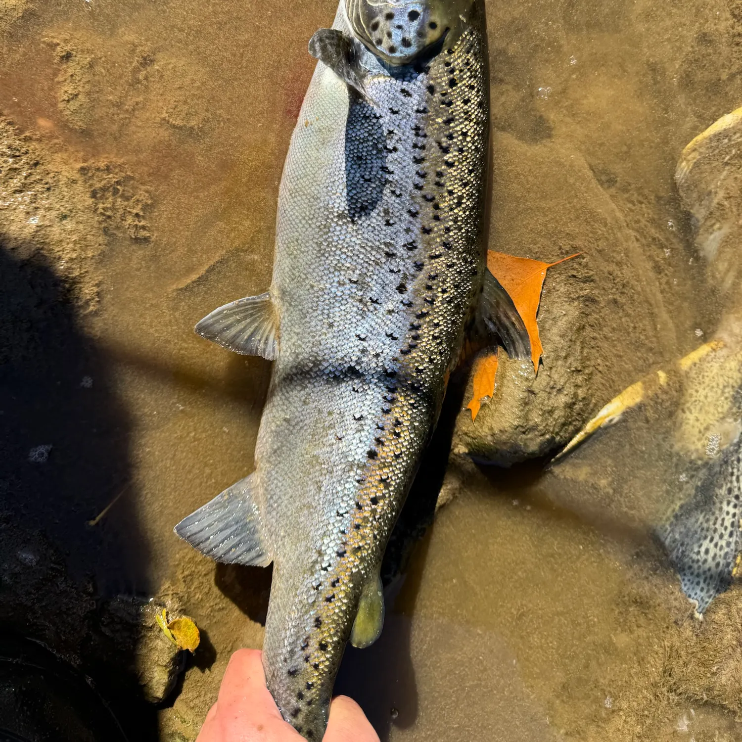 Atlantic salmon caught on Fishbrain