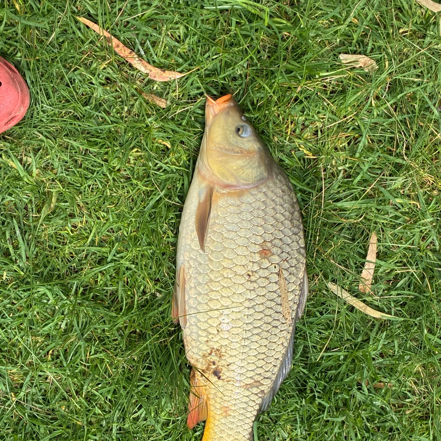Common carp caught on Fishbrain