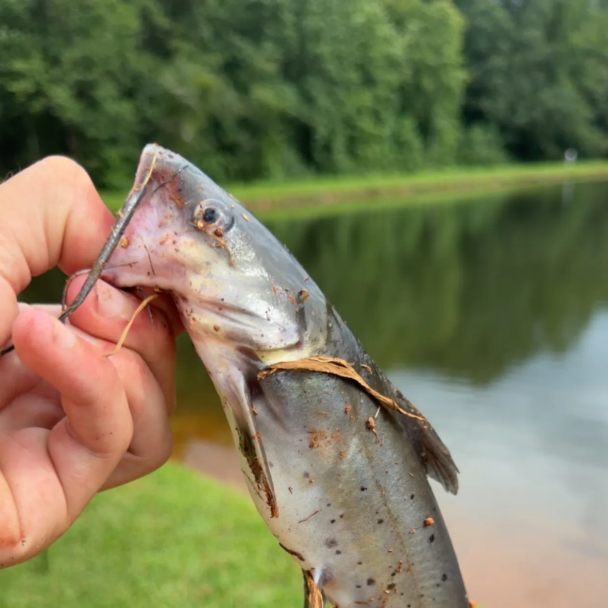 Channel catfish caught on Fishbrain