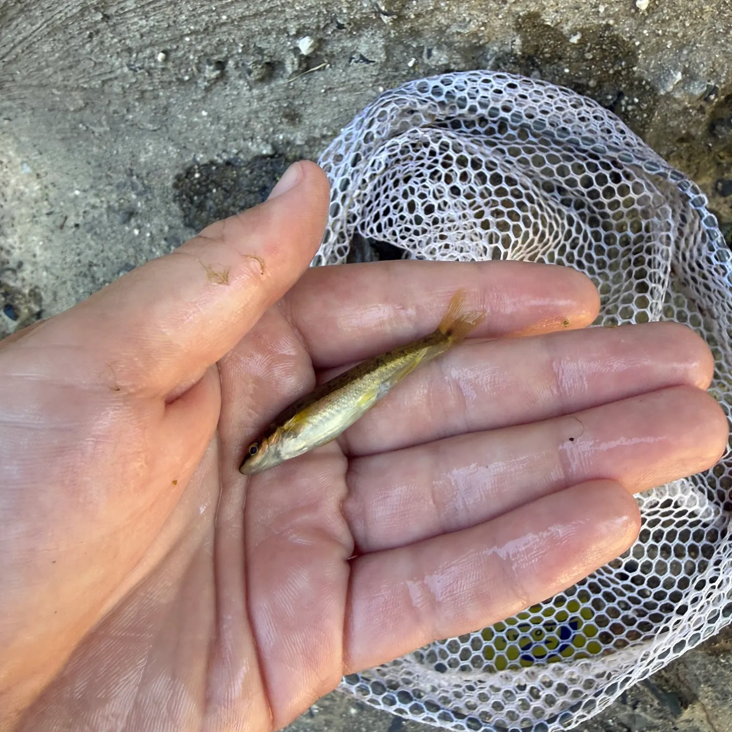 The most recent Eastern blacknose dace catches on Fishbrain