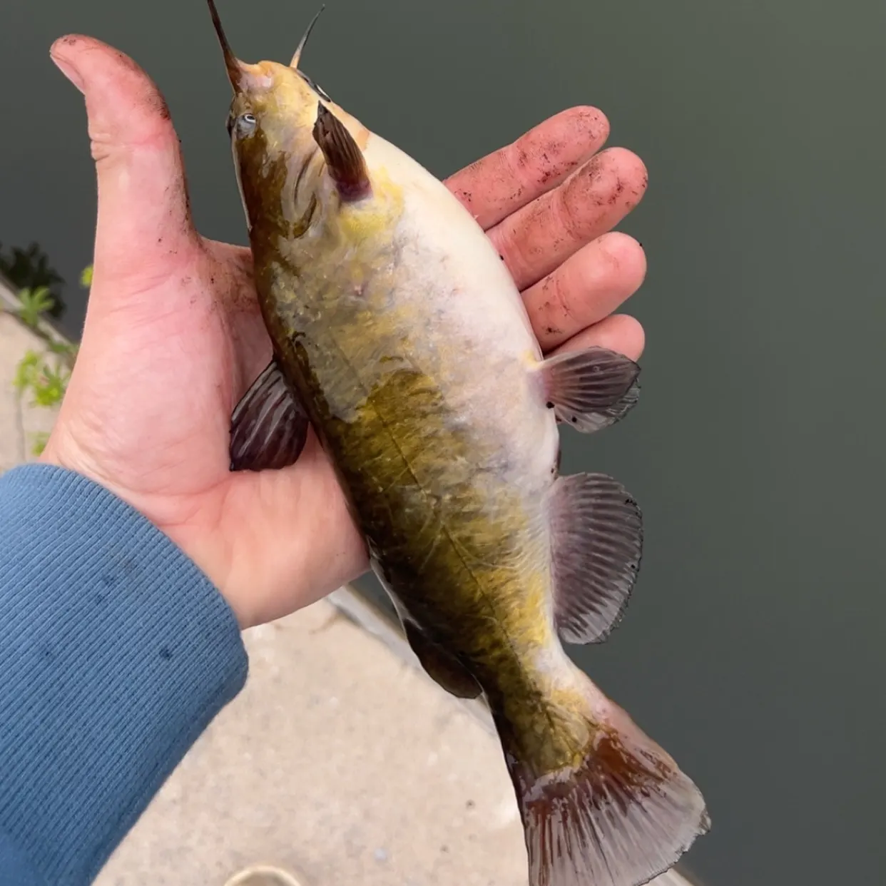 The most recent Yellow bullhead catches on Fishbrain