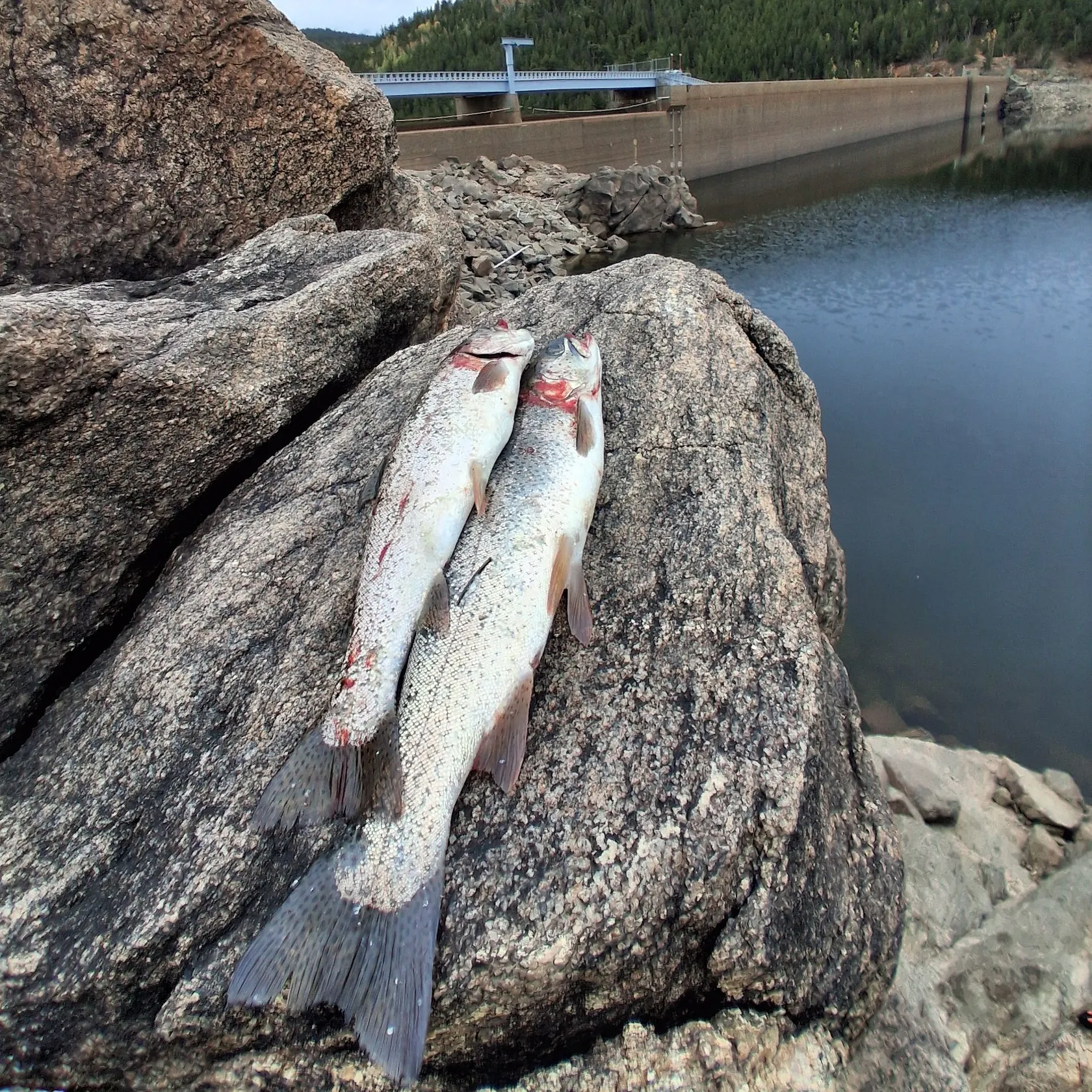 Rainbow trout caught on Fishbrain