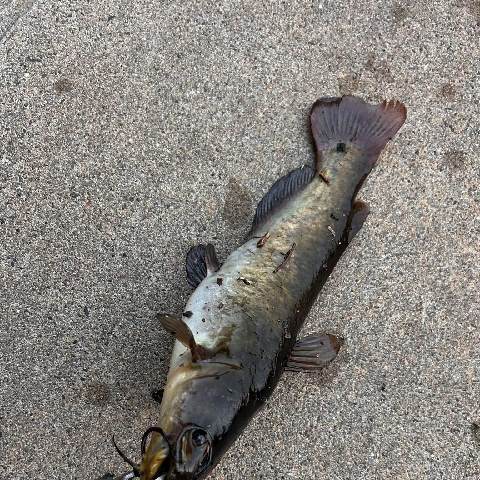 Channel catfish caught on Fishbrain