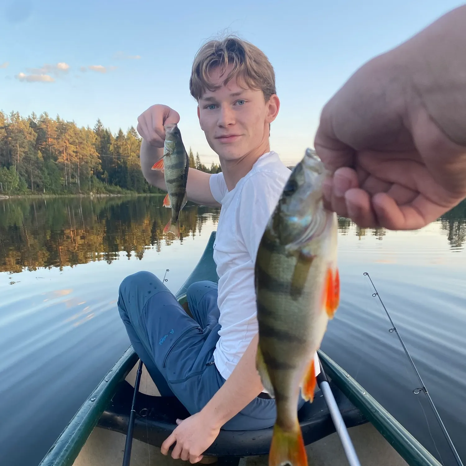 European perch caught on Fishbrain