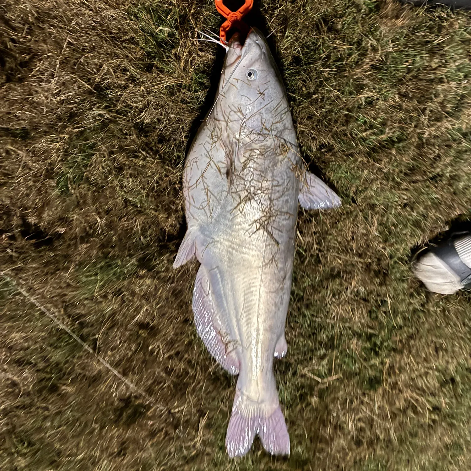 The most recent Blue catfish catches on Fishbrain