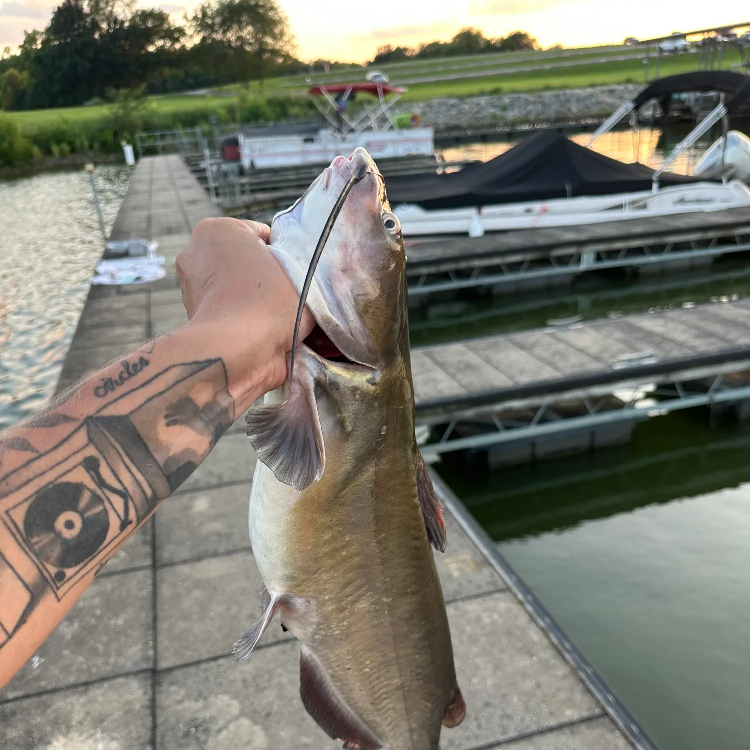 recently logged catches