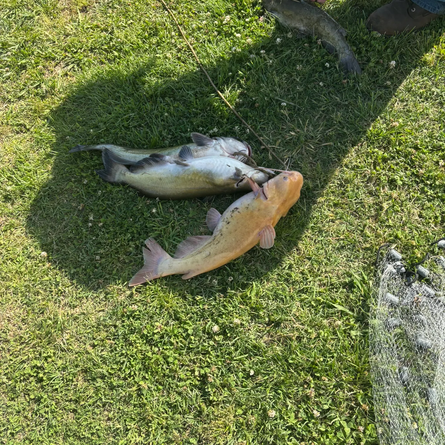 Yellow bullhead caught on Fishbrain
