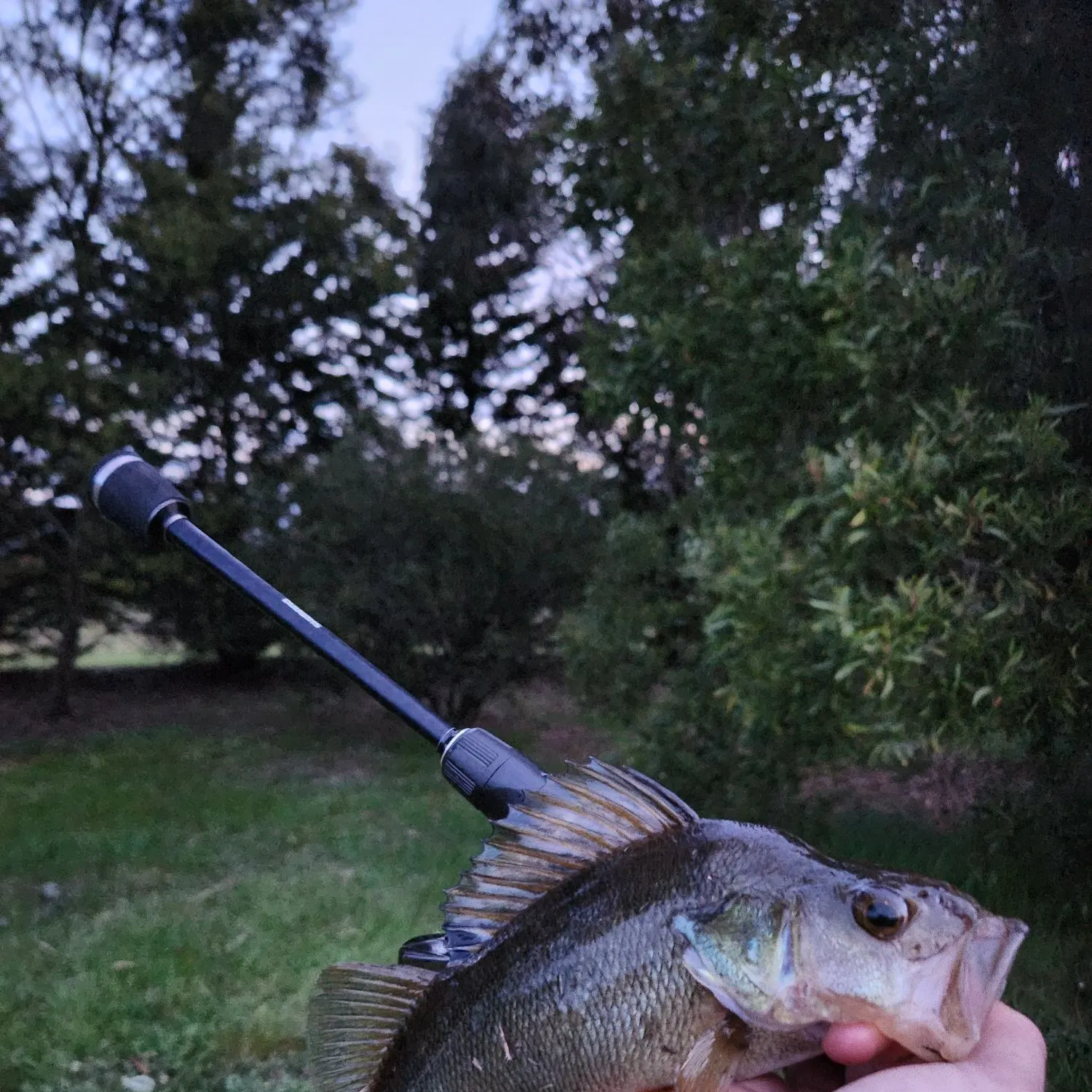 European perch caught on Fishbrain