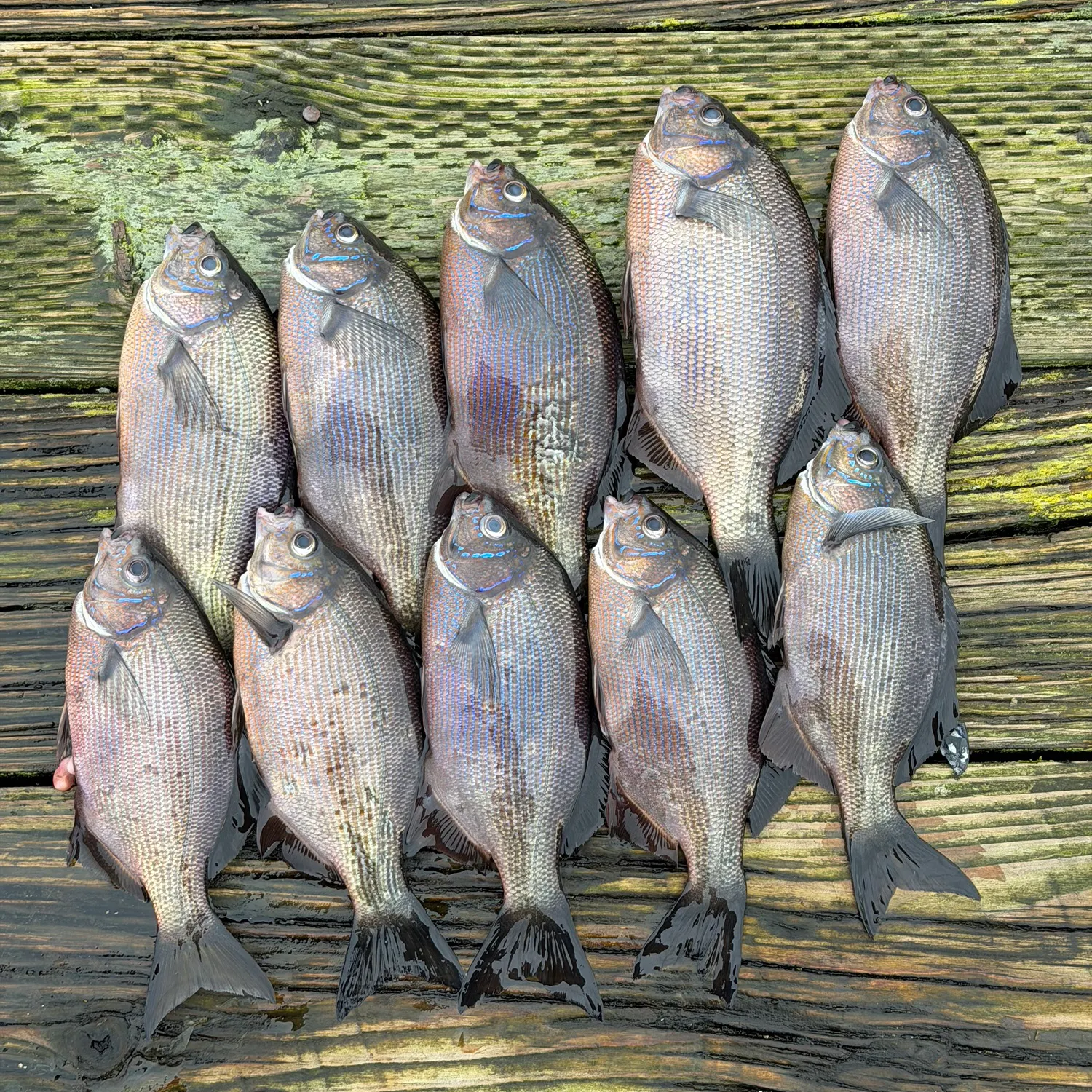 recently logged catches