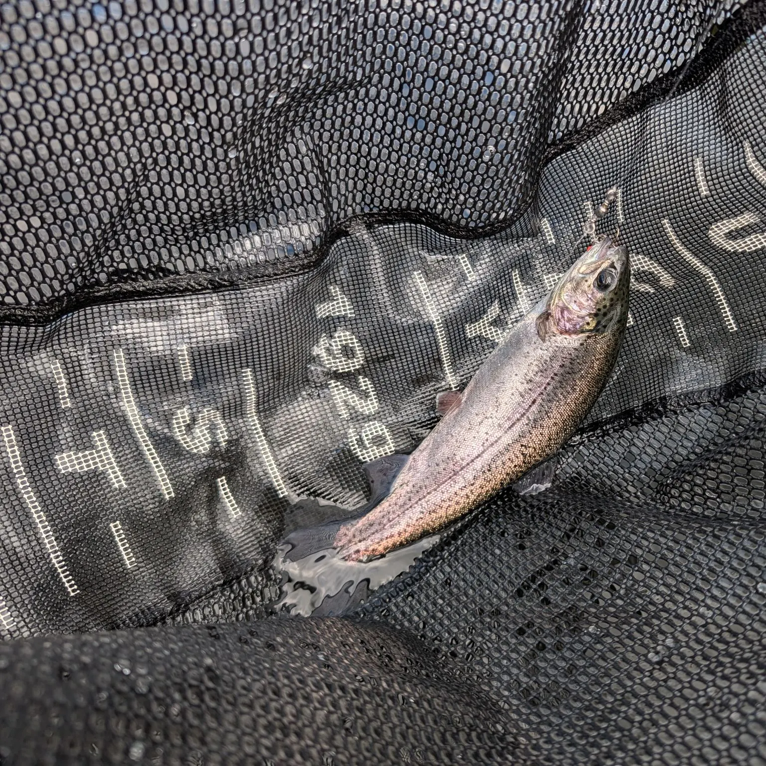 Rainbow trout caught on Fishbrain