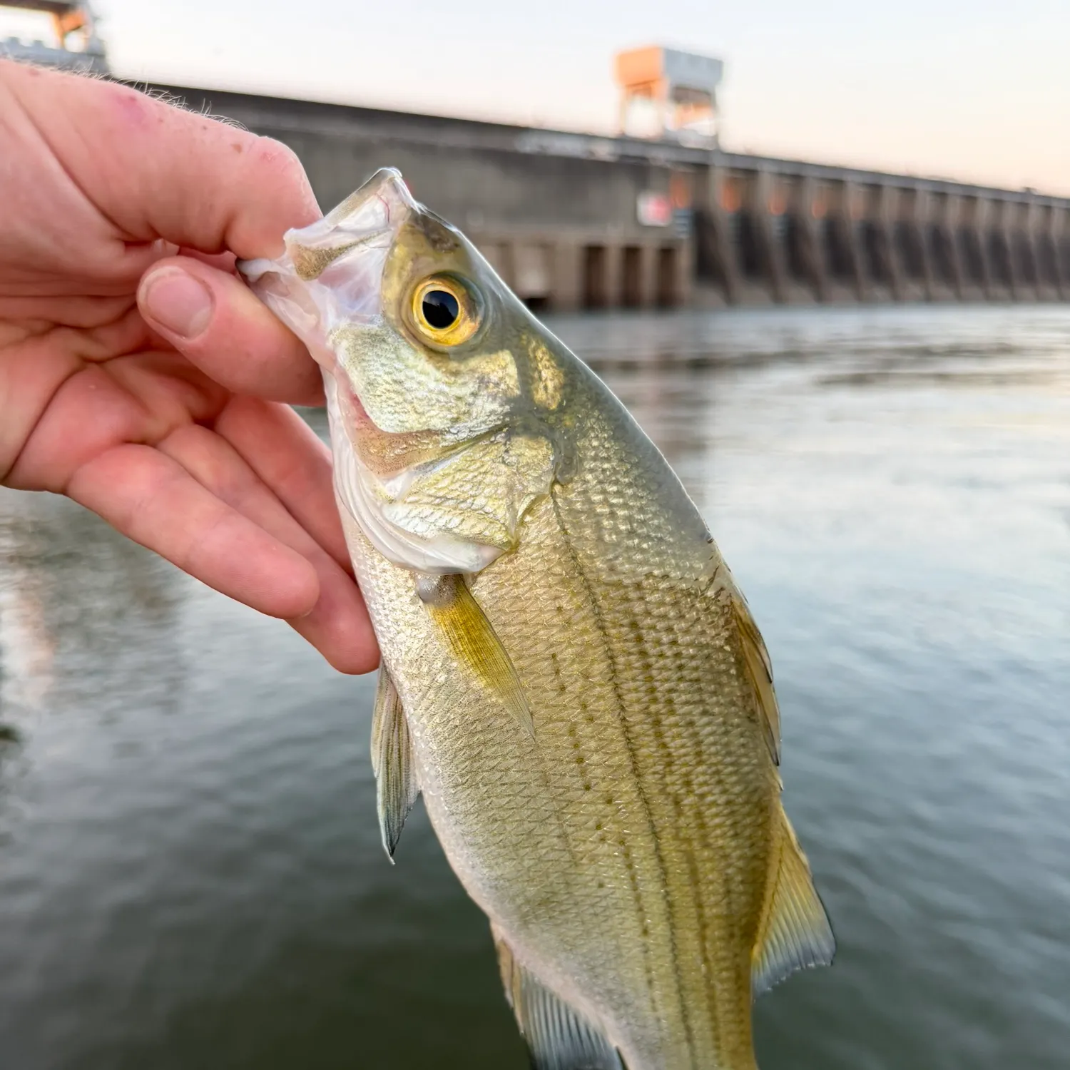 White bass caught on Fishbrain