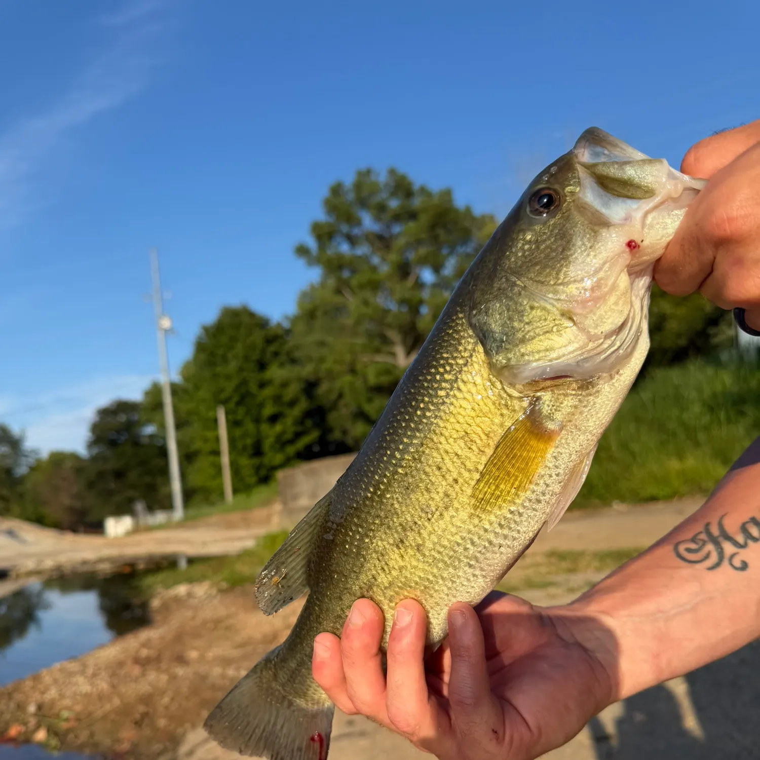 Largemouth bass caught on Fishbrain