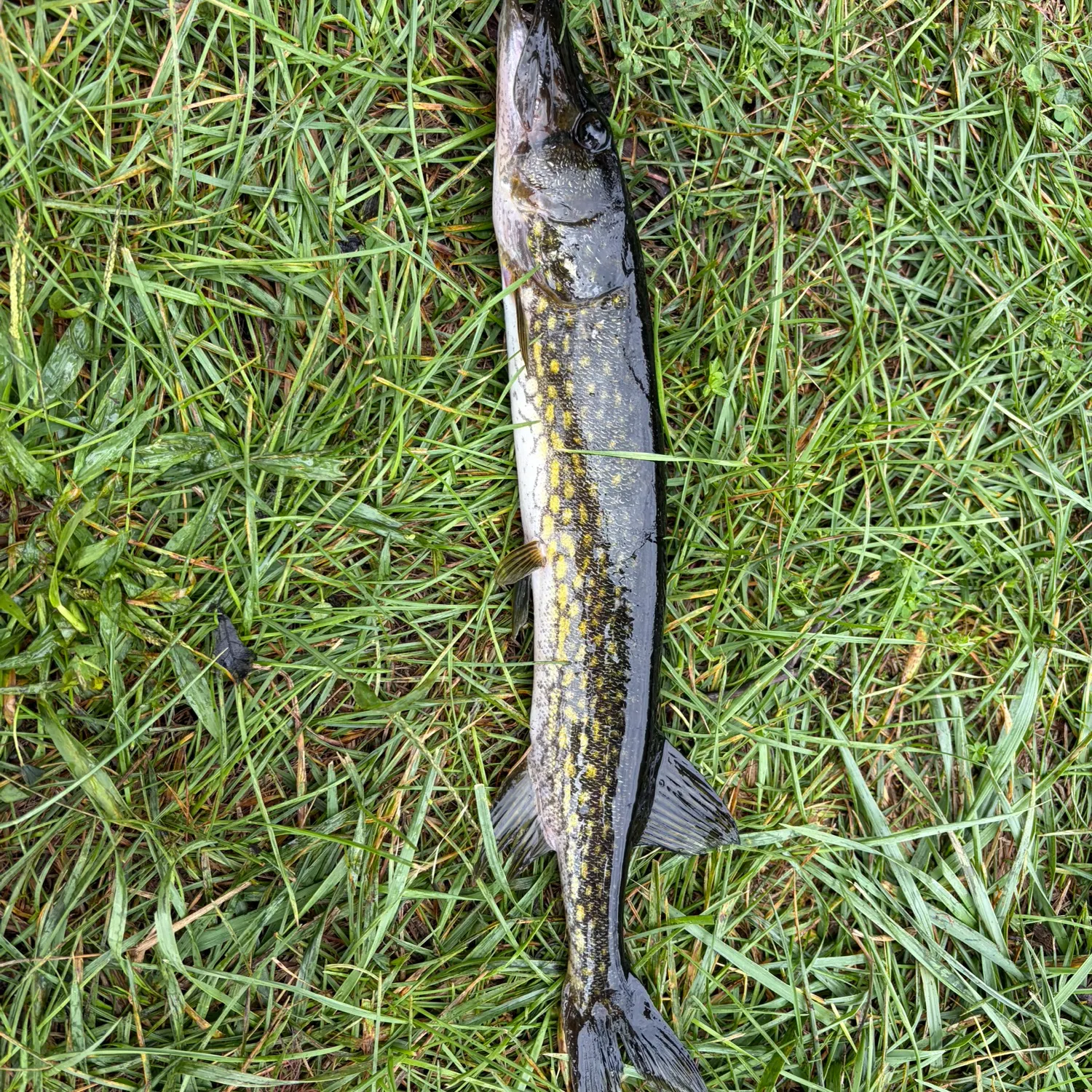 Chain pickerel caught on Fishbrain