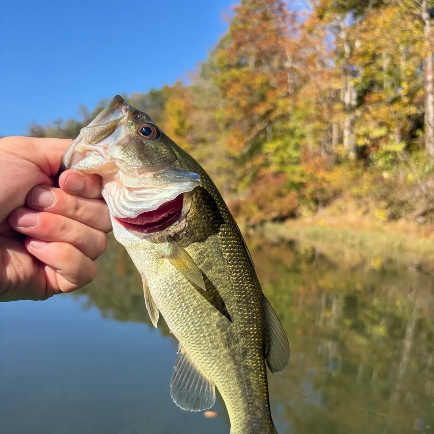 Largemouth bass caught on Fishbrain
