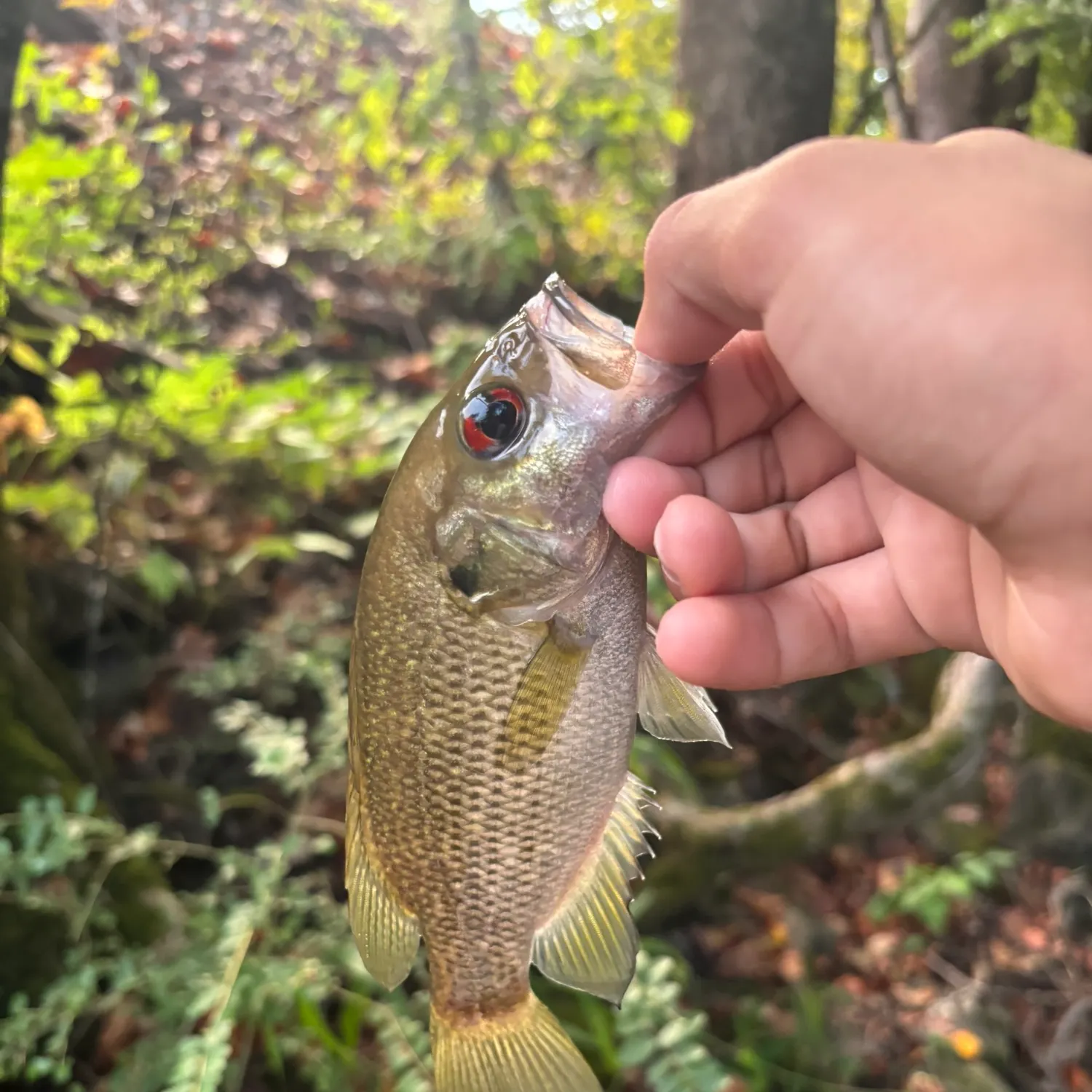 Rock bass caught on Fishbrain