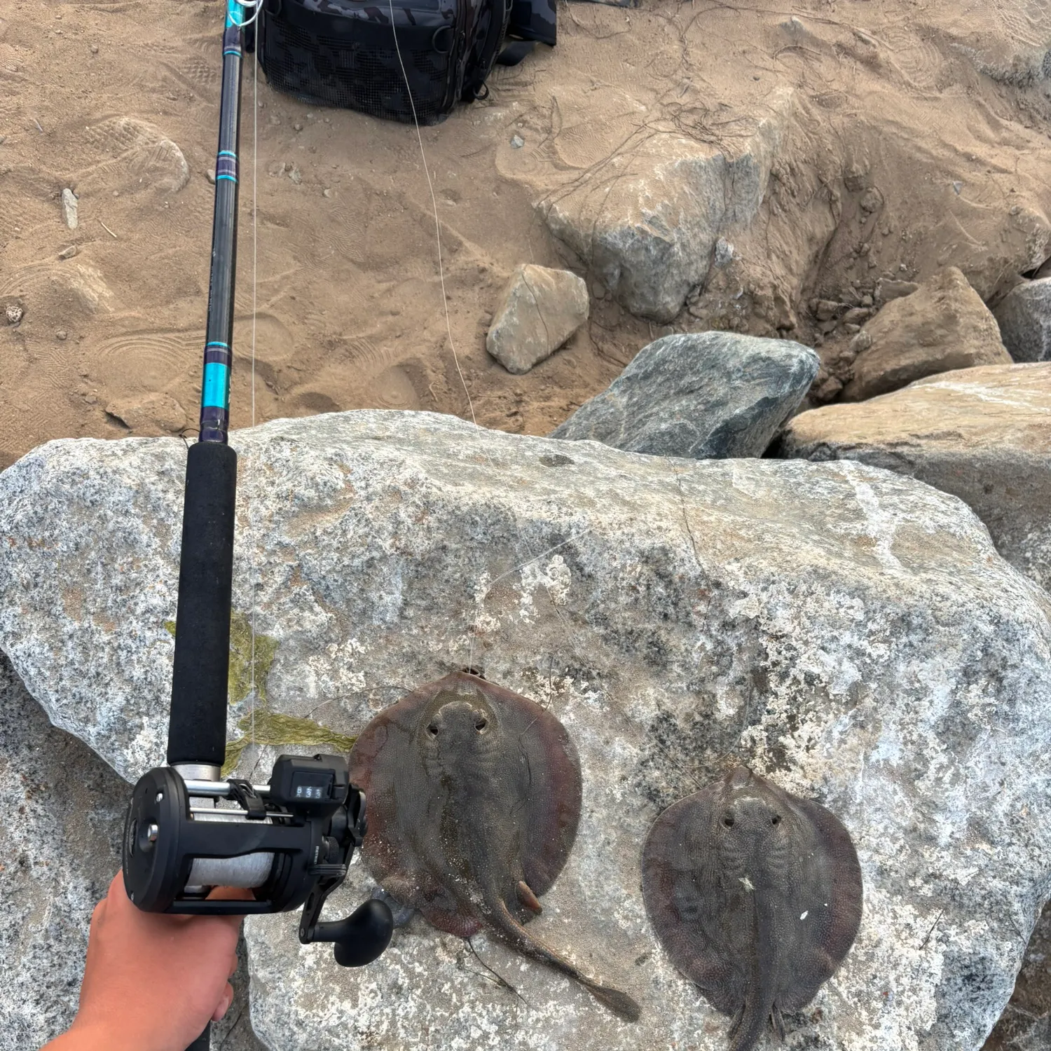 The most recent Haller's round ray catches on Fishbrain