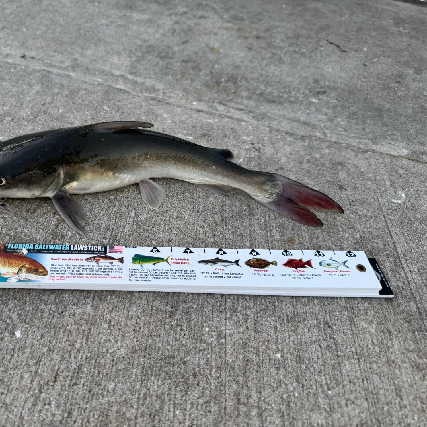 Hardhead sea catfish caught on Fishbrain