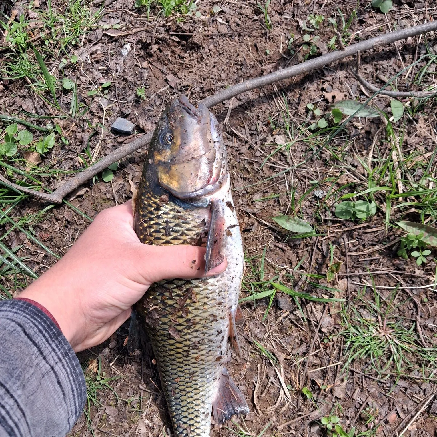 The most recent European chub catches on Fishbrain