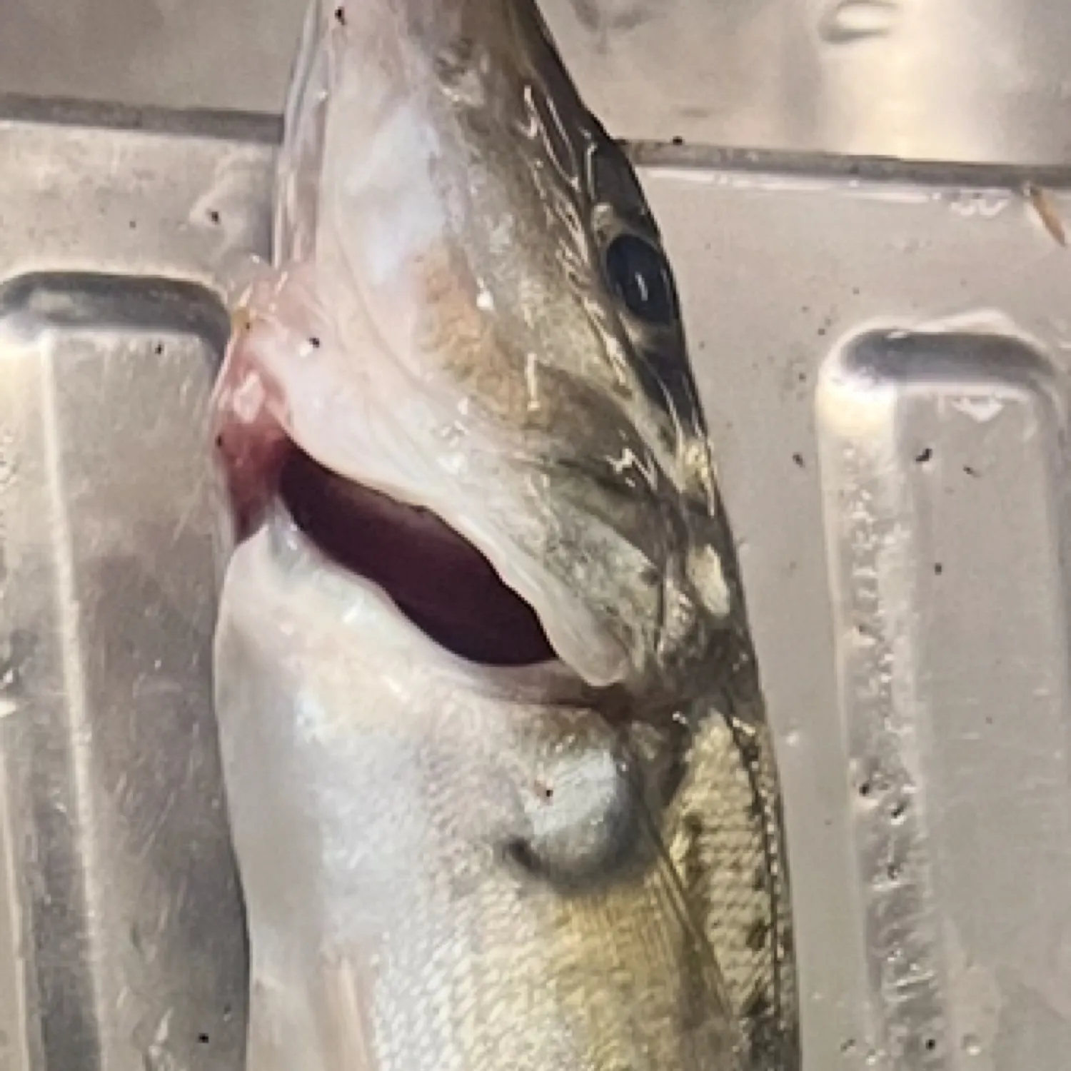 King George whiting caught on Fishbrain